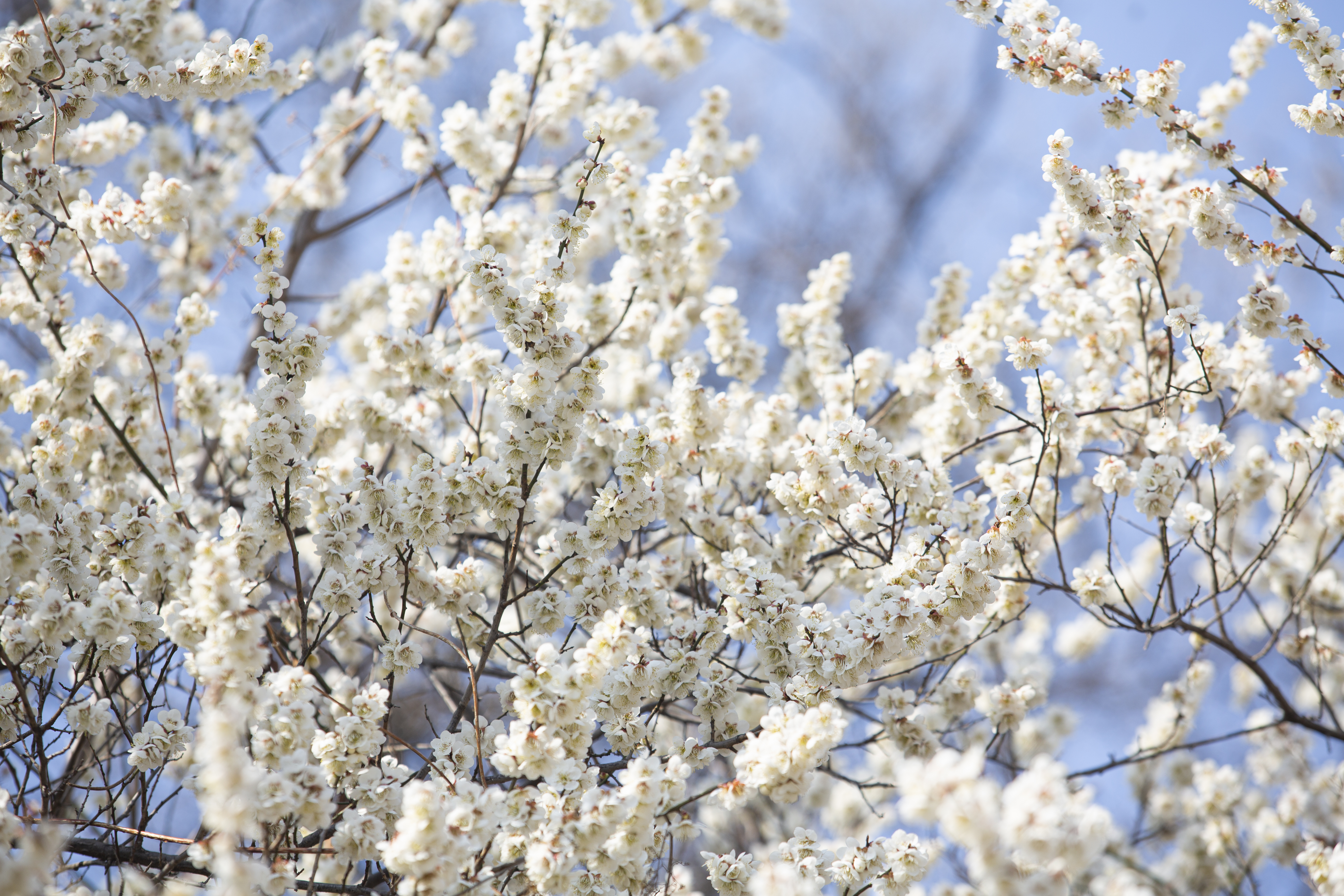 다시 봄, 홍릉숲 물들이는 하얀 봄꽃 이미지1