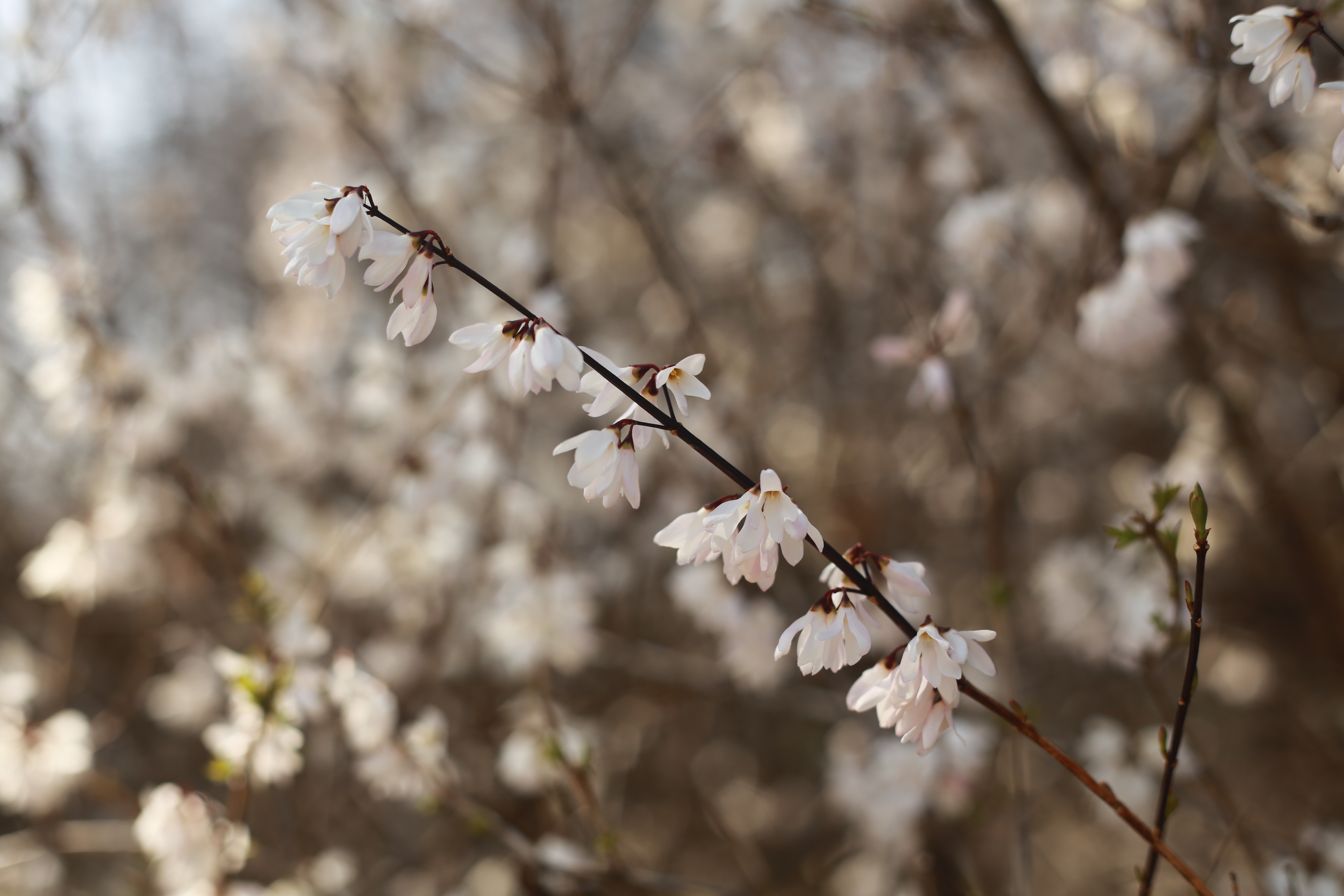 다시 봄, 홍릉숲 물들이는 하얀 봄꽃 이미지2
