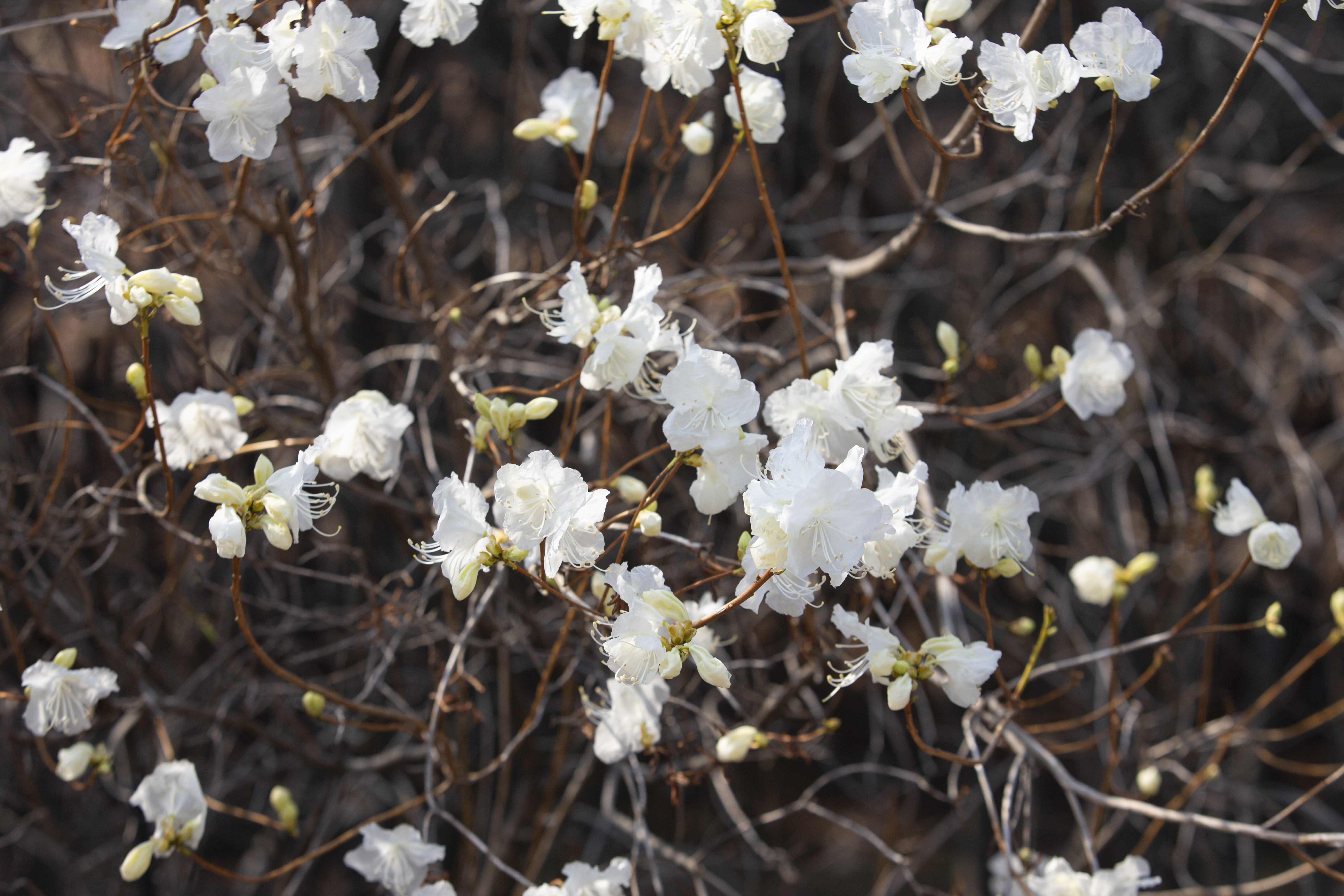 다시 봄, 홍릉숲 물들이는 하얀 봄꽃 이미지3