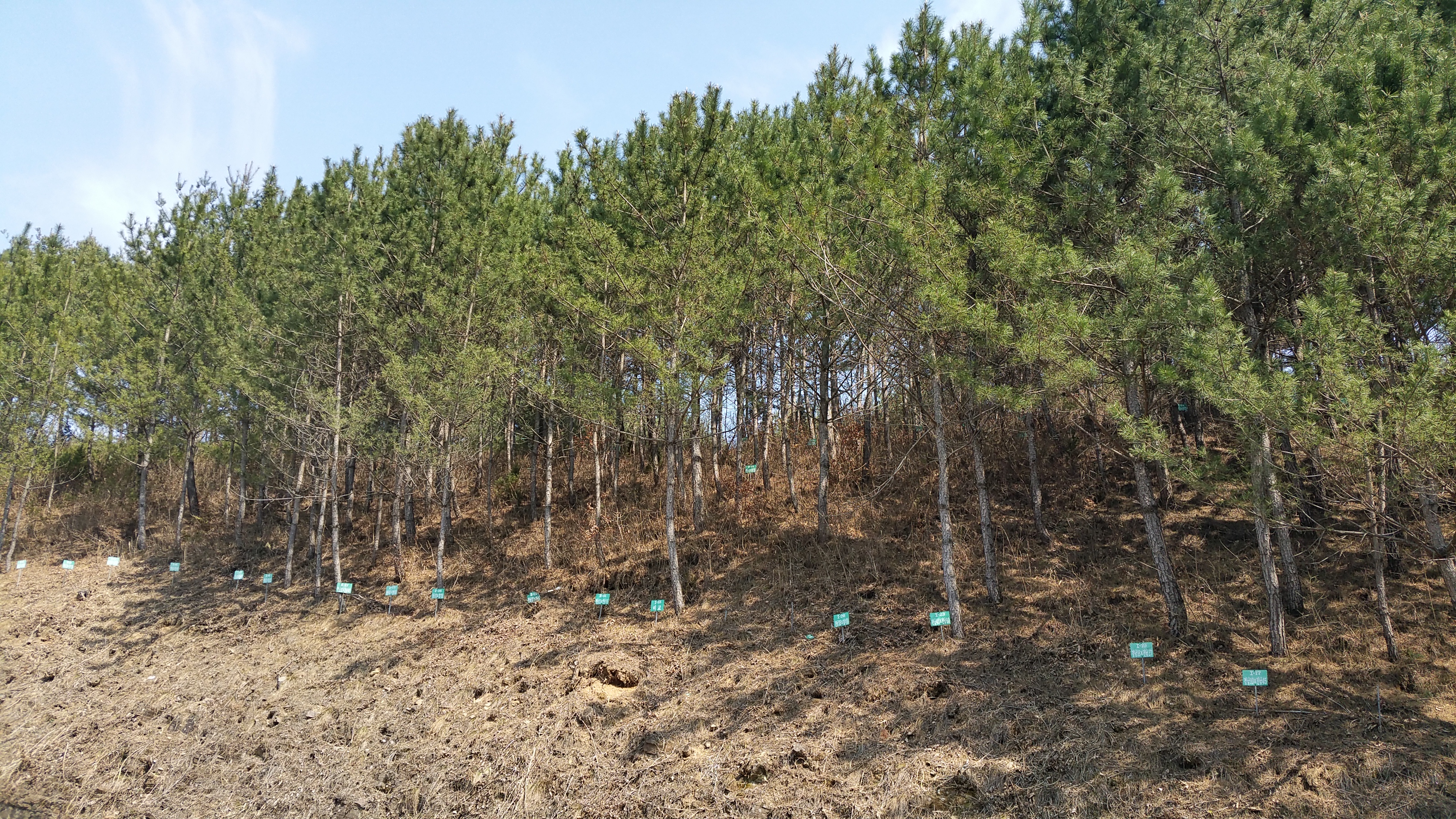 주요 조림 수종인 참나무류·곰솔의 우량 육성을 위한 연구림 조성 이미지3