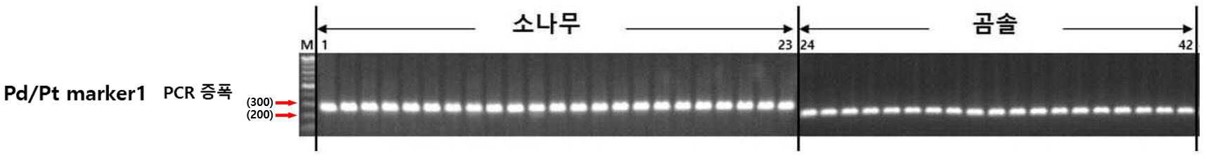 유전체 분석기술 통해 ‘소나무와 곰솔’ 구분 기술 확보 이미지1