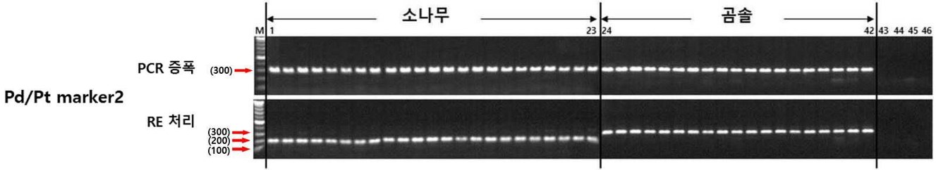 유전체 분석기술 통해 ‘소나무와 곰솔’ 구분 기술 확보 이미지2