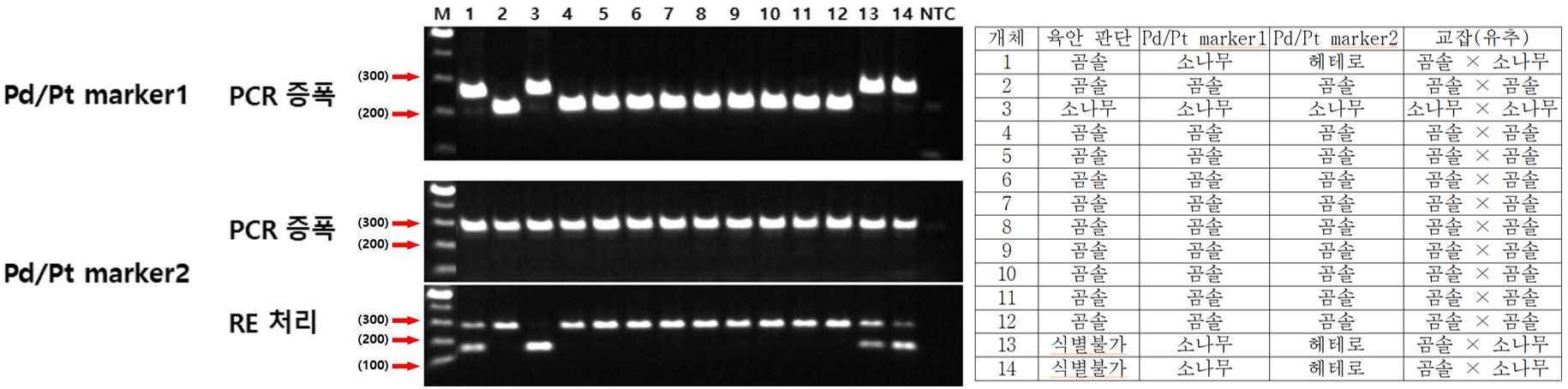 유전체 분석기술 통해 ‘소나무와 곰솔’ 구분 기술 확보 이미지3