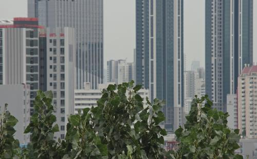 홍릉숲 노블포플러, 용문사 은행나무 키 넘었다