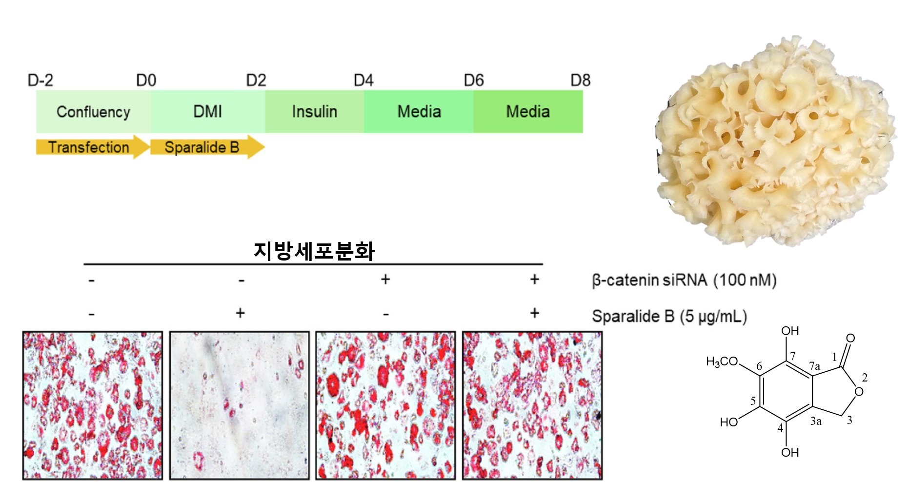 꽃송이버섯에서 ‘지방 축적 억제’ 성분 발견 이미지1