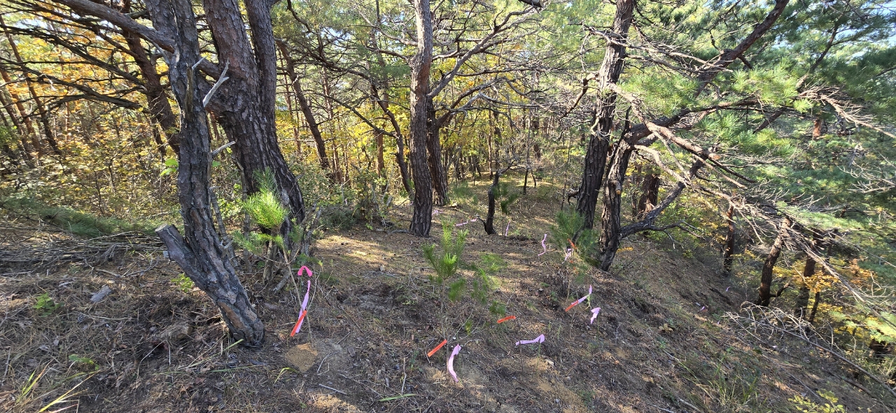 민·관·연 협력 ‘산불피해지 송이산 복원’ 첫 삽! 이미지2