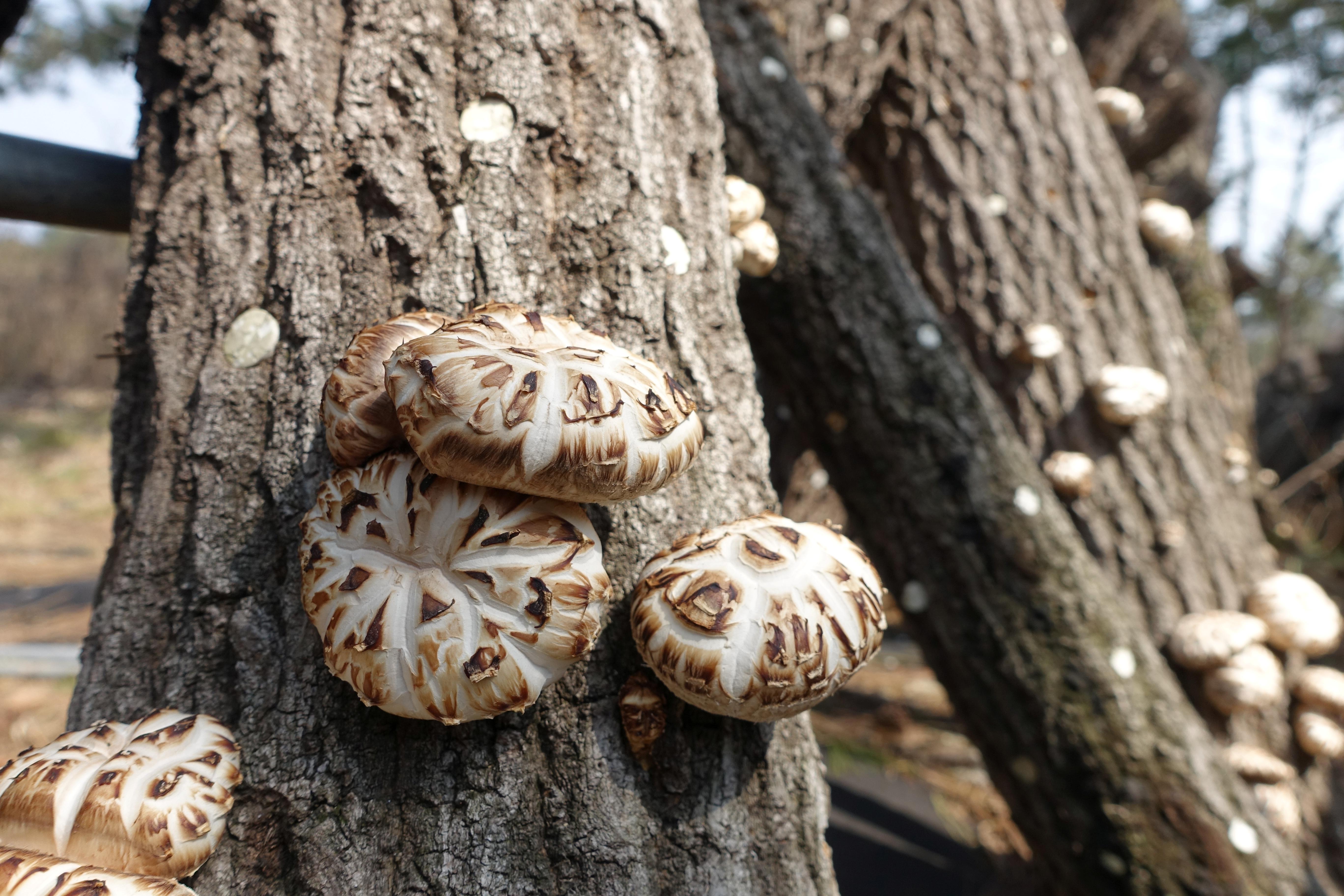 중국산 표고버섯 국내산 둔갑 사례 발생··· 대책 마련 나서!