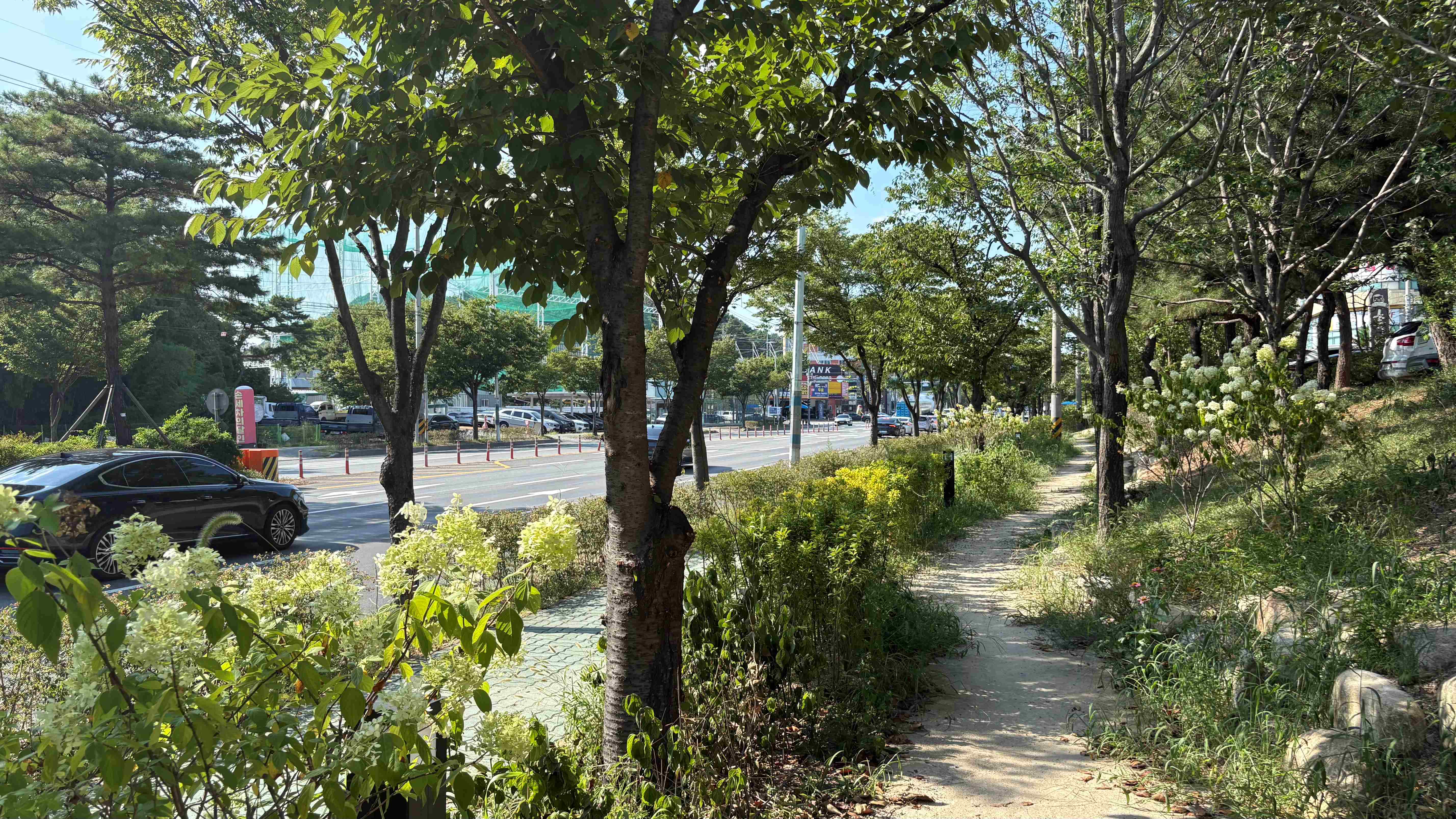 산림청, 가로수의 역사와 다각적 기능 조명