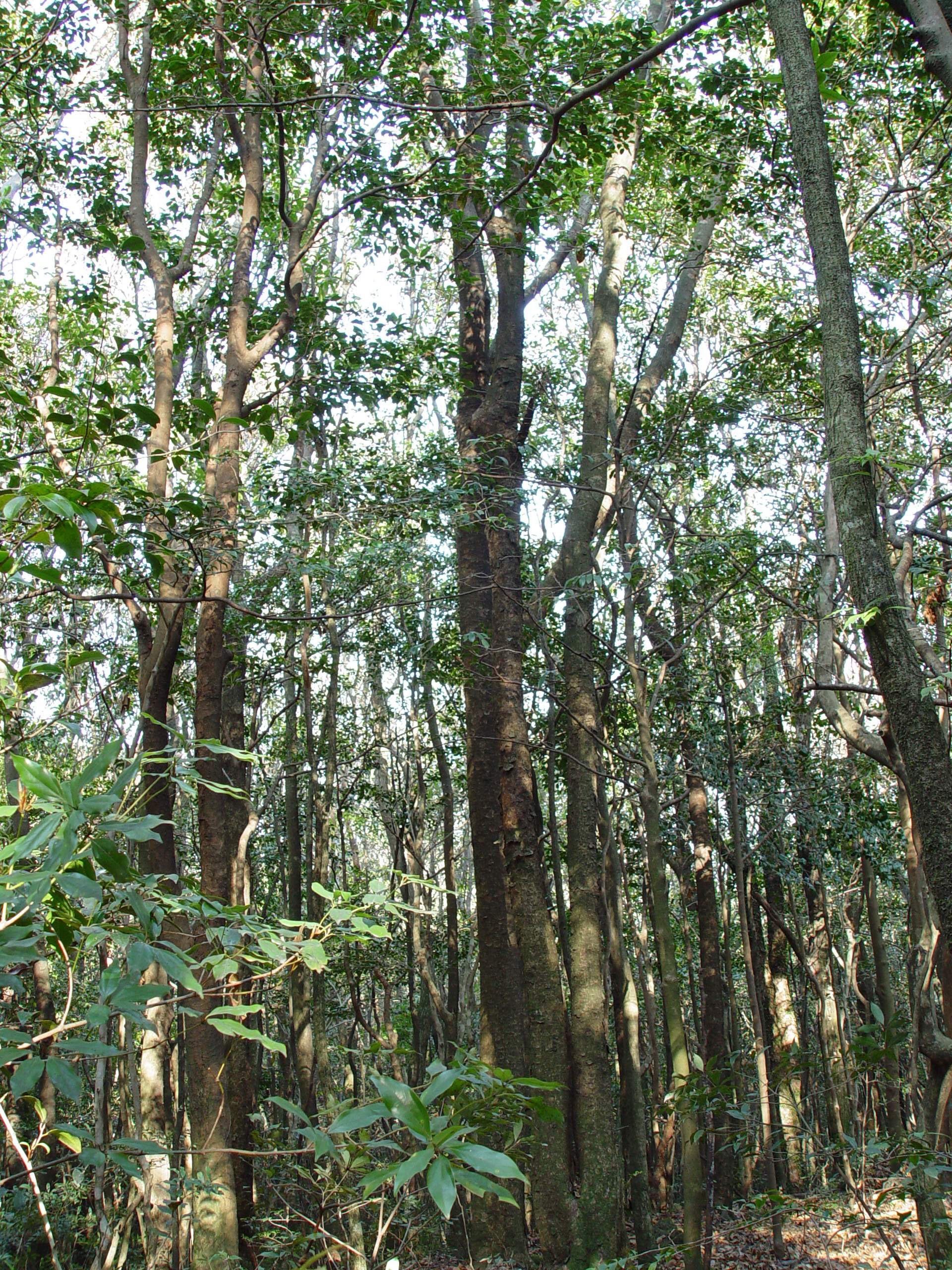 제주 땅 남녘에선 기후변화에 대응한  난대상록활엽수들의 씨앗뿌리기 한창 이미지2
