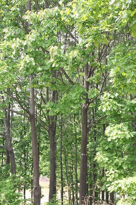세계적 名木 루브라참나무, 국내에 뿌리 내린다! 이미지1