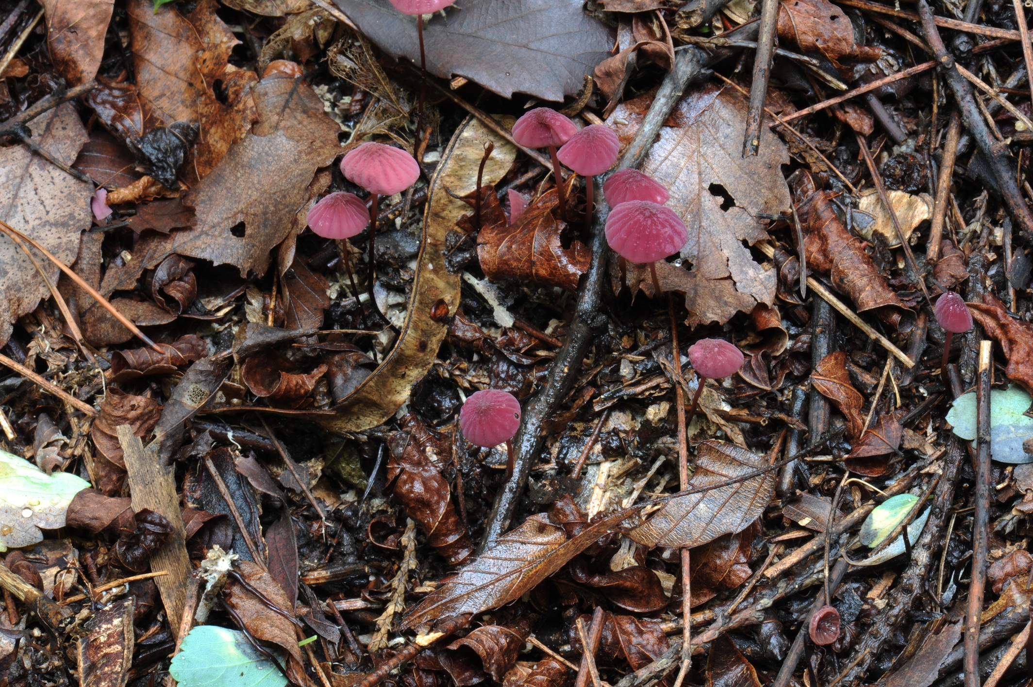 국립산림과학원, 숲속 청소하는 애기낙엽버섯 발견 이미지1