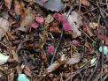 국립산림과학원, 숲속 청소하는 애기낙엽버섯 발견