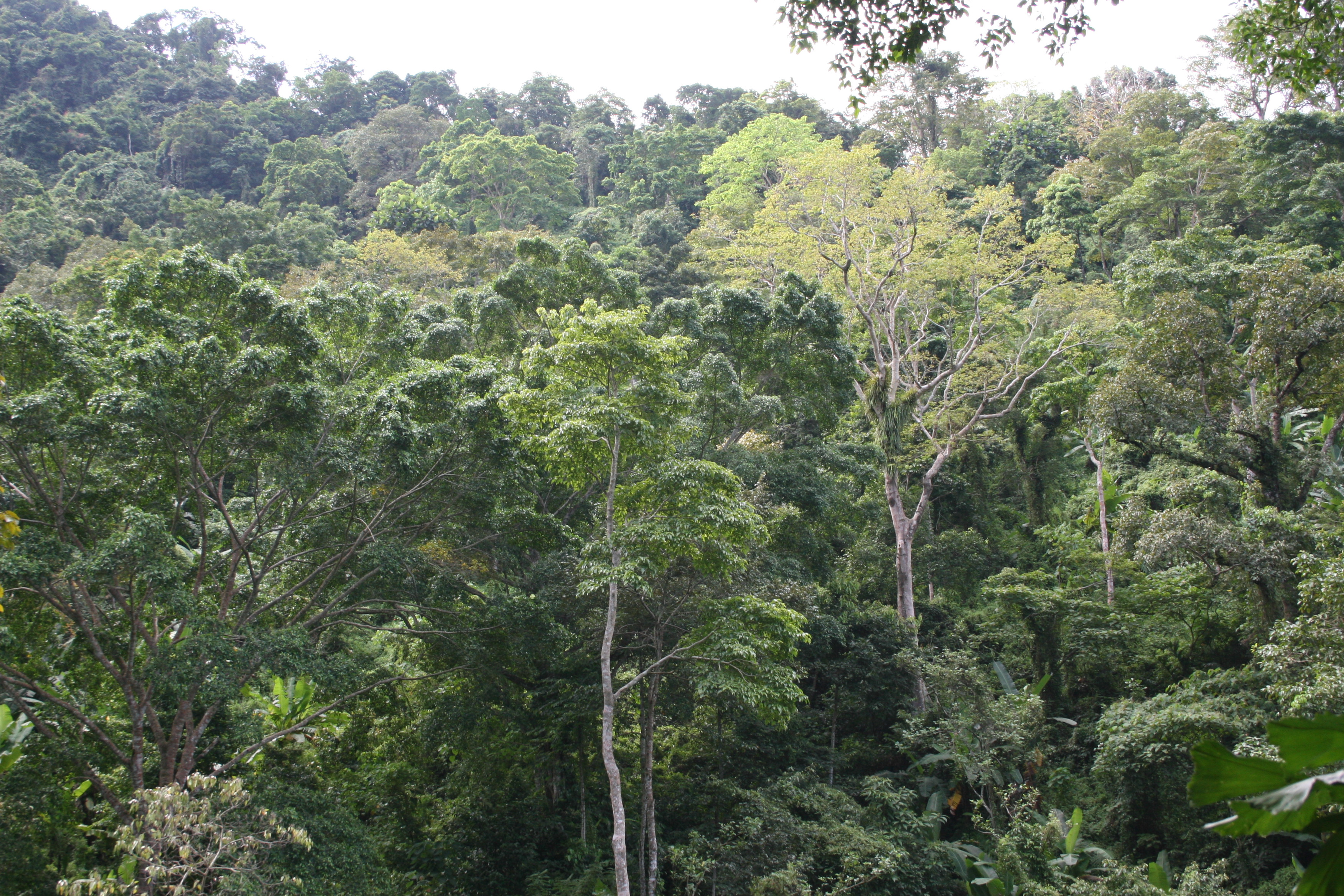 개발도상국 열대림 황폐화 막는 산림 파트너십 이미지3