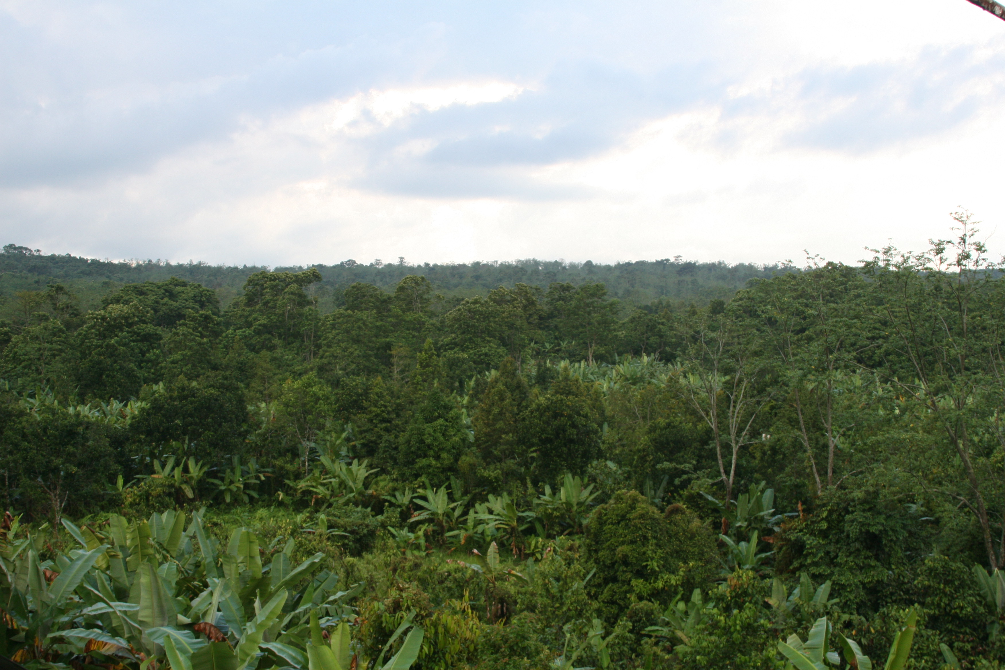 개발도상국 열대림 황폐화 막는 산림 파트너십 이미지4