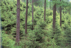 생태적 육림을 위한 낙엽송 수하 전나무 복층림 시험