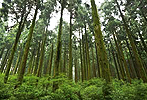 FSC 산림경영 인증림 관리 연구