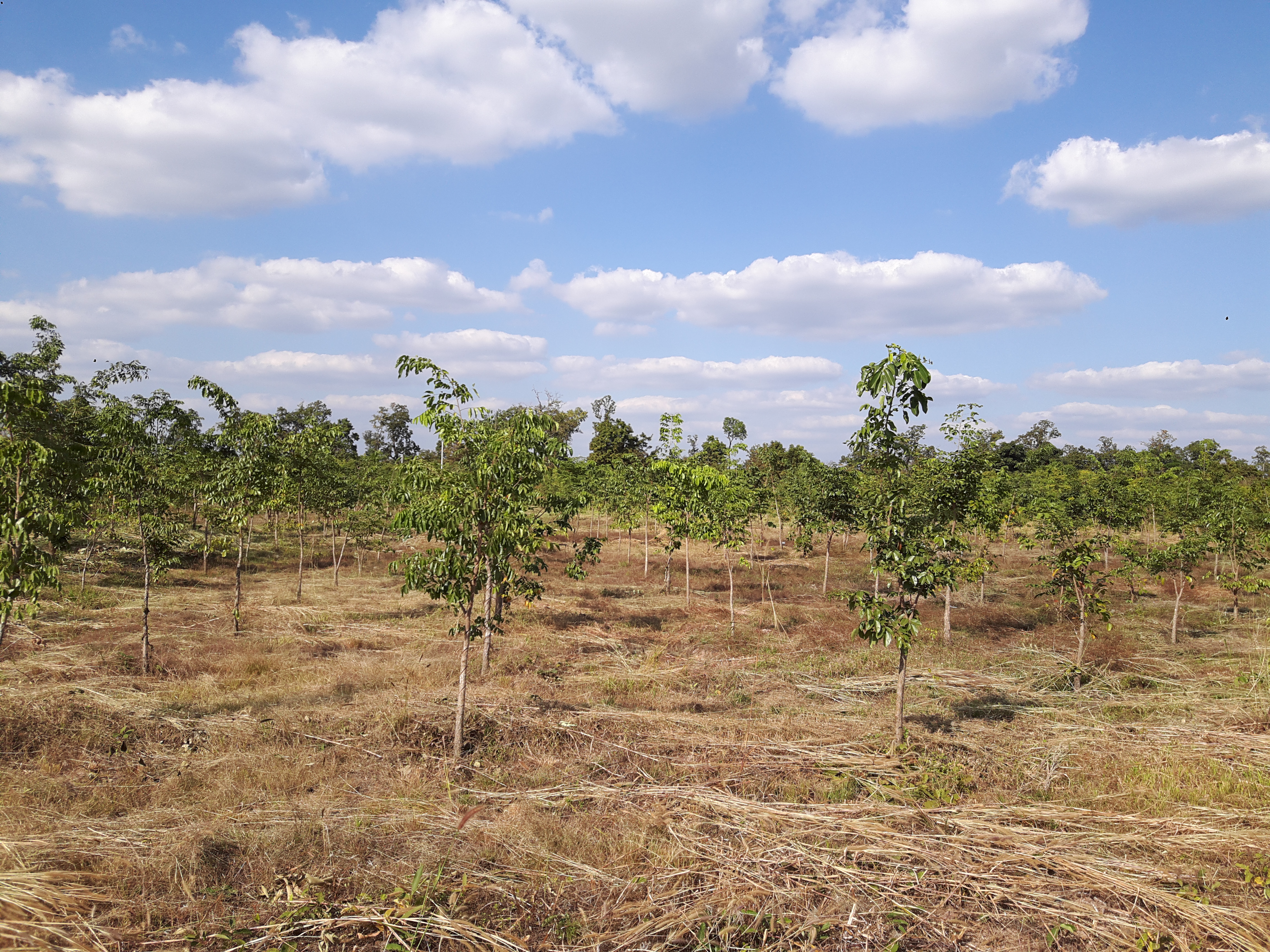 국립산림과학원, 캄보디아 우량한 숲 조성을 돕는다 이미지3