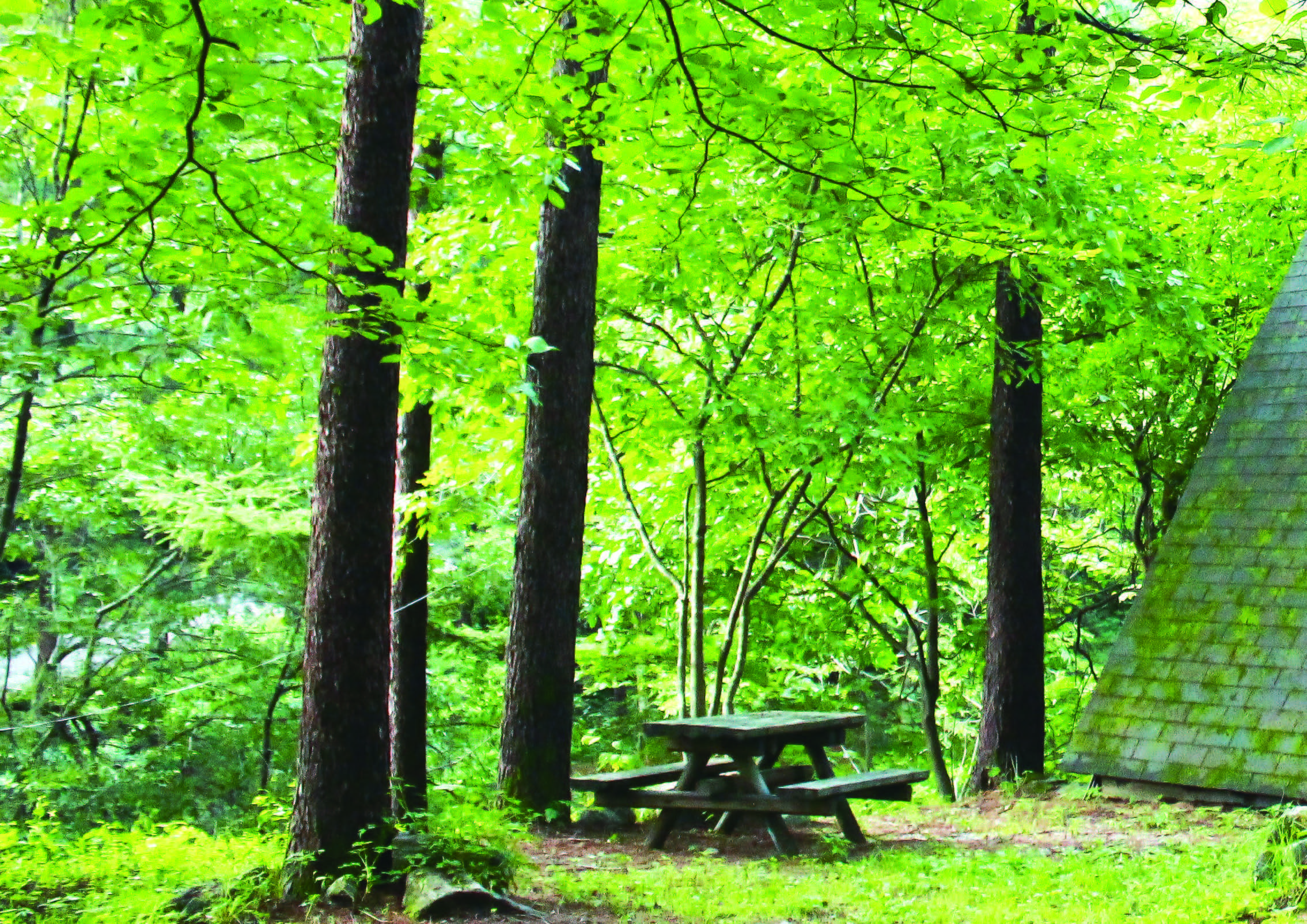 국립산림과학원, 국민의 눈으로 숲을 읽는 해설서 발간 이미지2