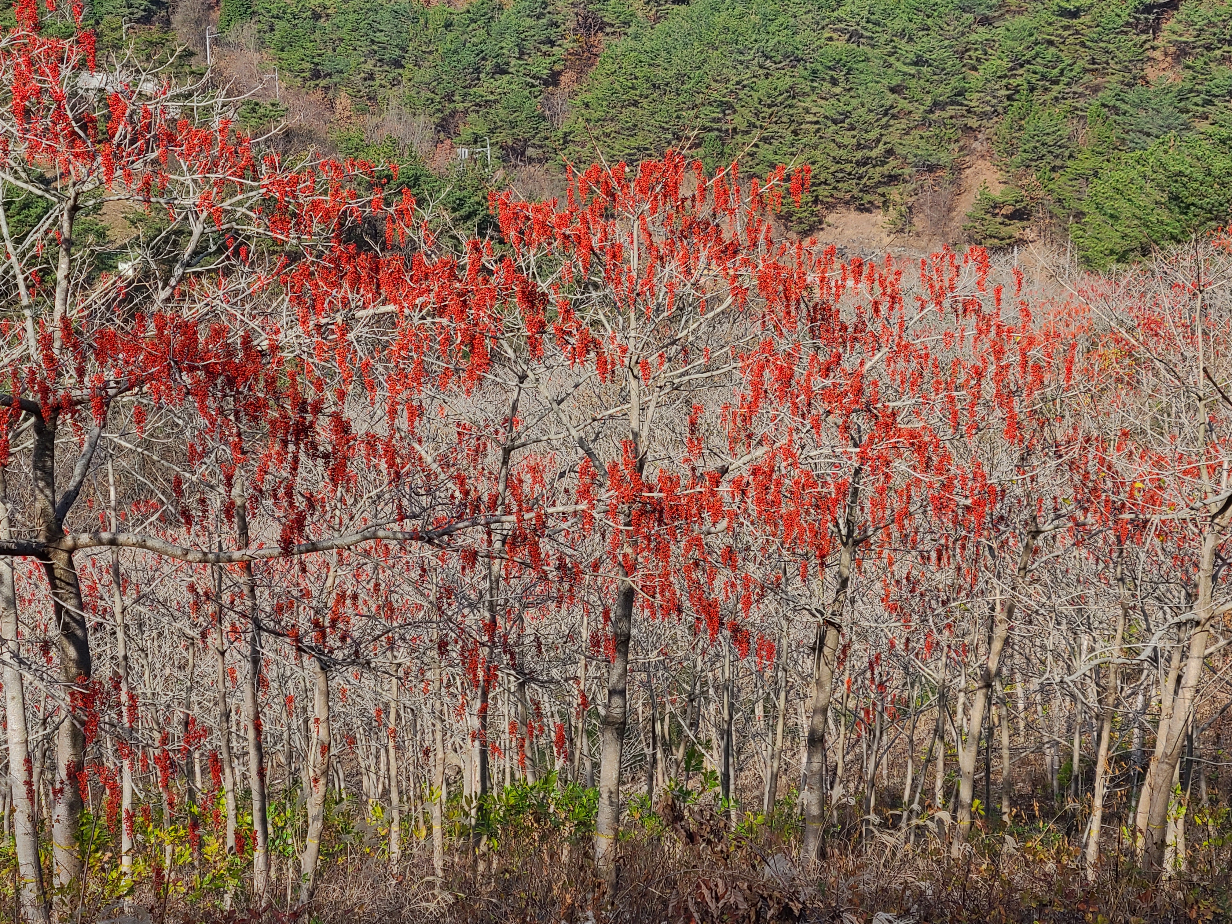 겨울 산을 붉게 물들인 이 나무는? 이미지2