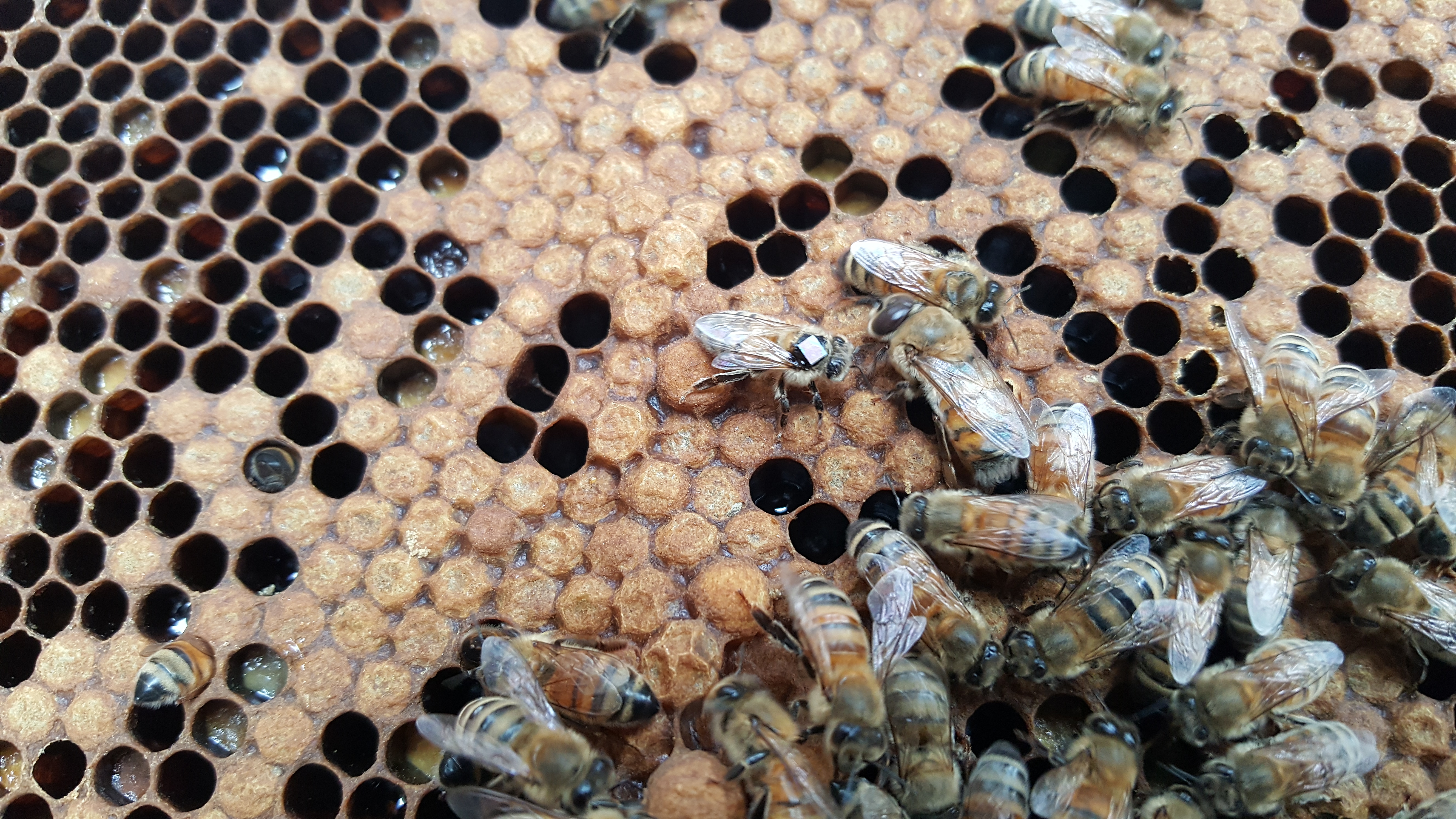고농도 초미세먼지에 길 잃는 꿀벌들... 이미지1
