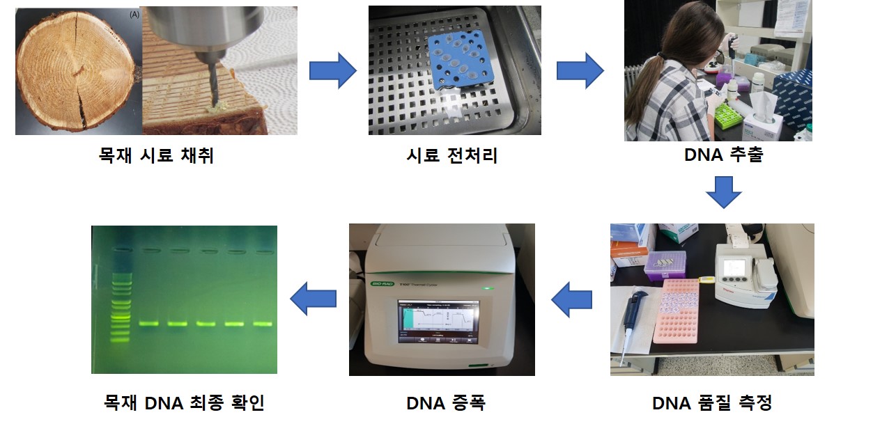 목재 수종식별 위한 목재 DNA 추출기술 특허 등록 완료 이미지1