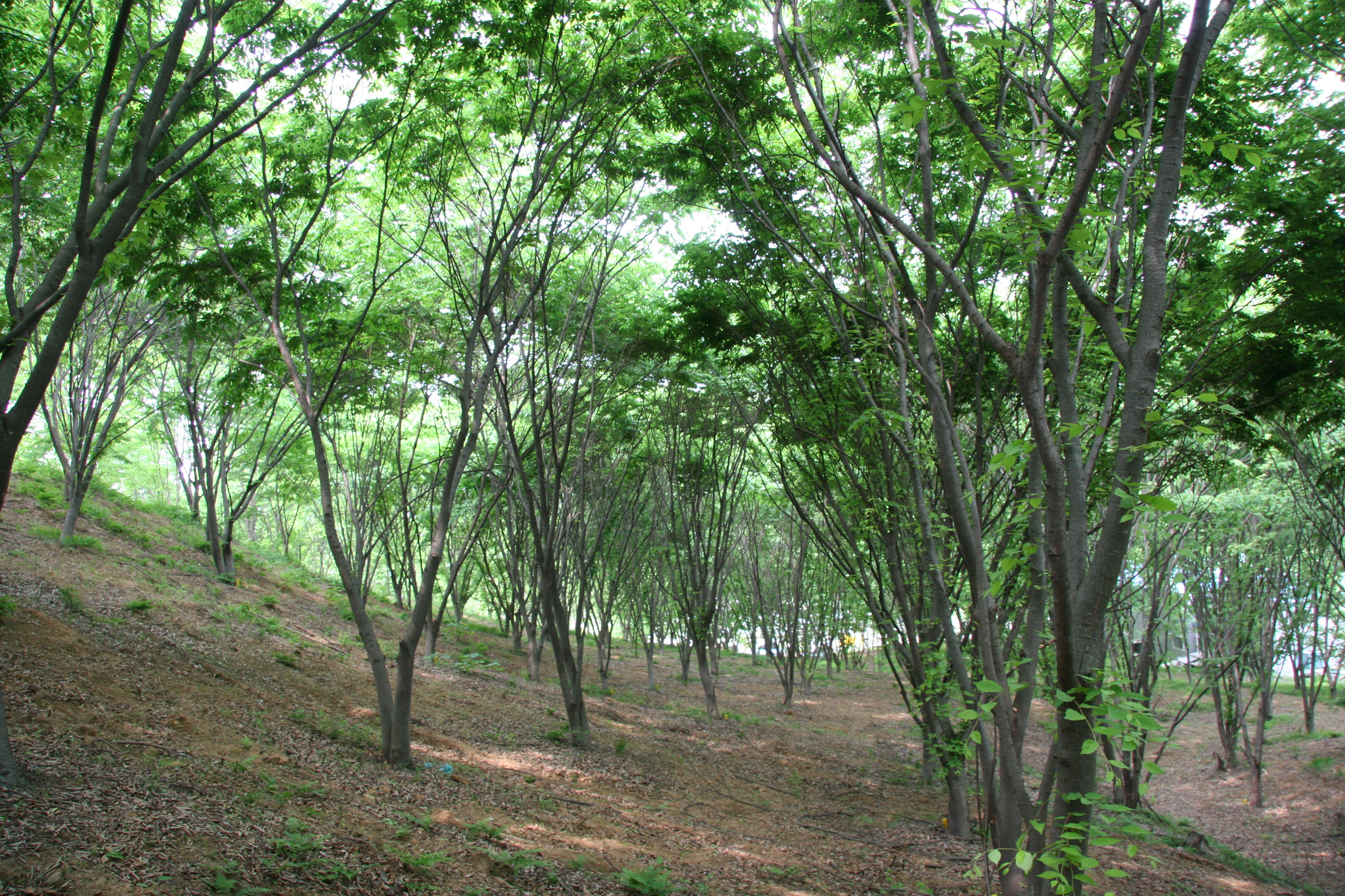 국립산림과학원, 우량 느티나무 육성을 위한 차대검정림 조성 이미지4