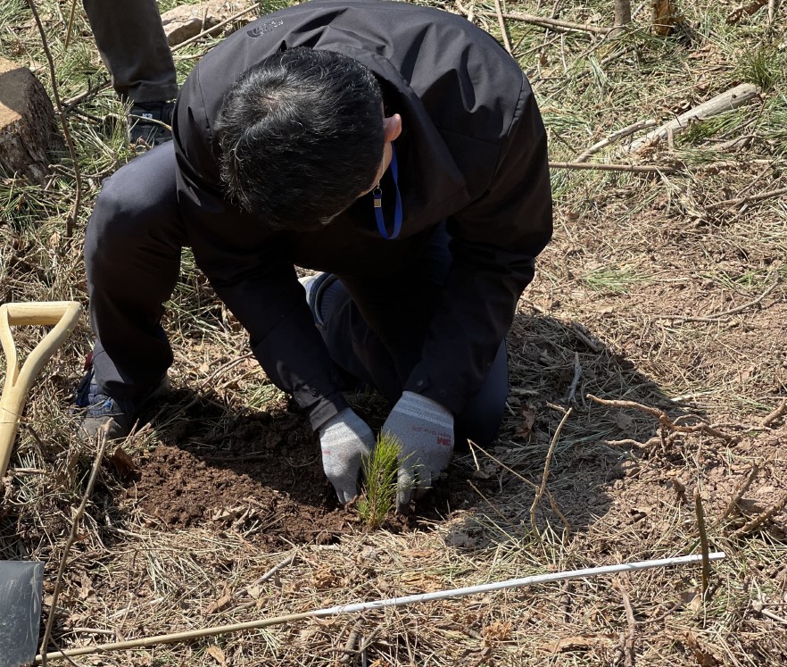 국립산림과학원, 우량 테다소나무 육성 기반 마련 이미지1