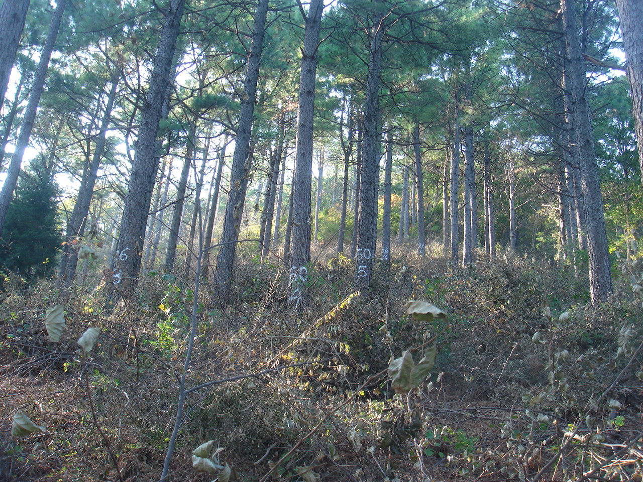 국립산림과학원, 우량 테다소나무 육성 기반 마련 이미지2