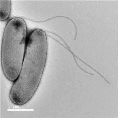 호두나무 피해주는 신규 병해, 세균성마름궤양병(가칭) 발견! 이미지1