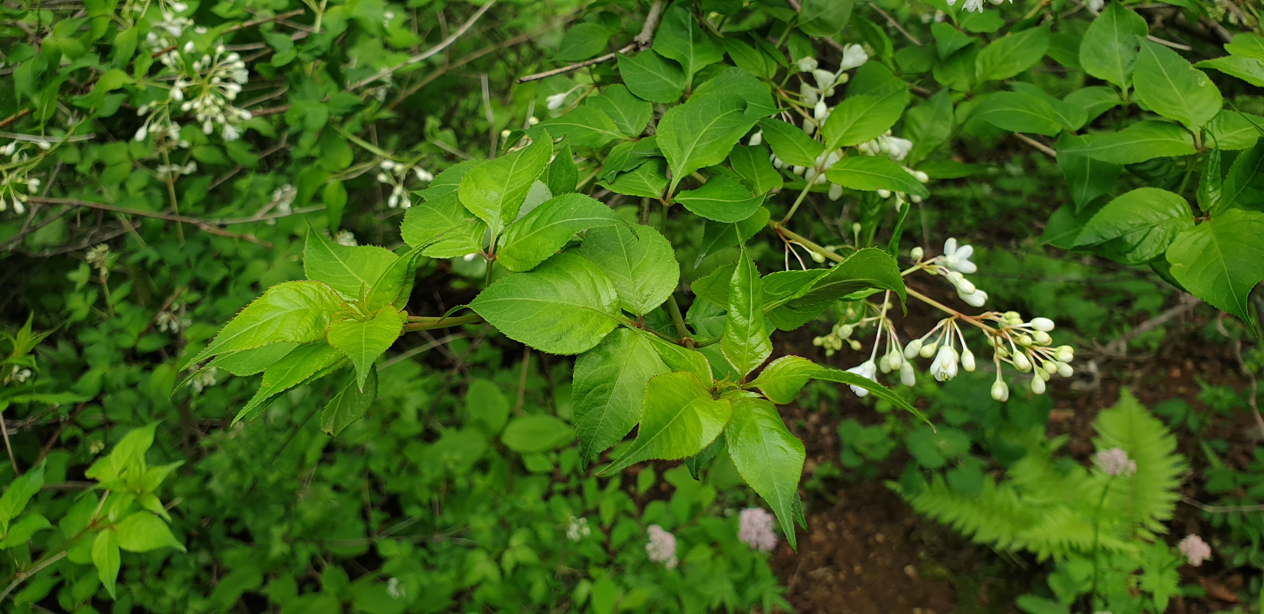 향긋한 봄철 산나물, 고추나무 새순으로 면역력 관리한다 이미지1