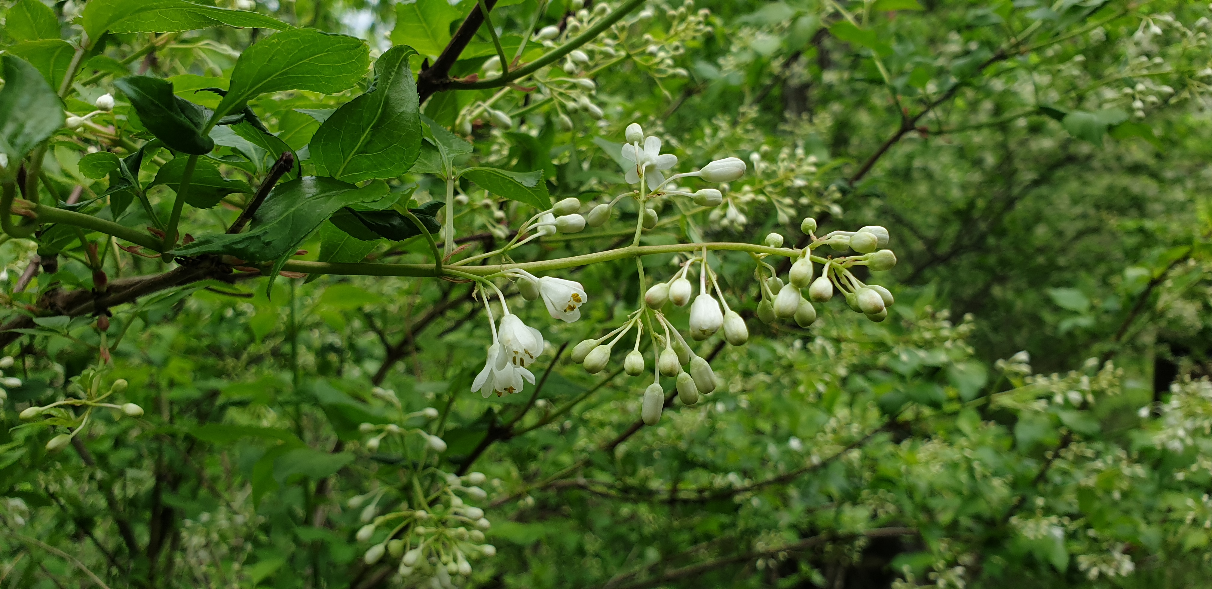 향긋한 봄철 산나물, 고추나무 새순으로 면역력 관리한다 이미지2