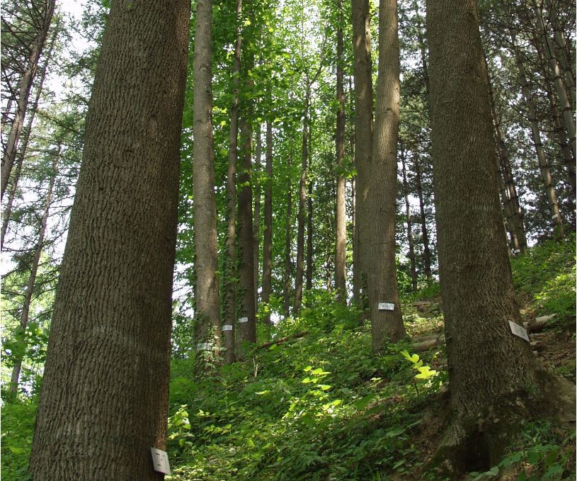 백합나무, 탄소중립 이끌 유망 기후수종으로 키운다 이미지2
