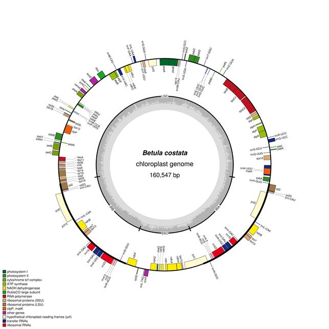 토종 아고산 활엽수 거제수나무, 세계 최초 엽록체 유전자(DNA) 해독 이미지1