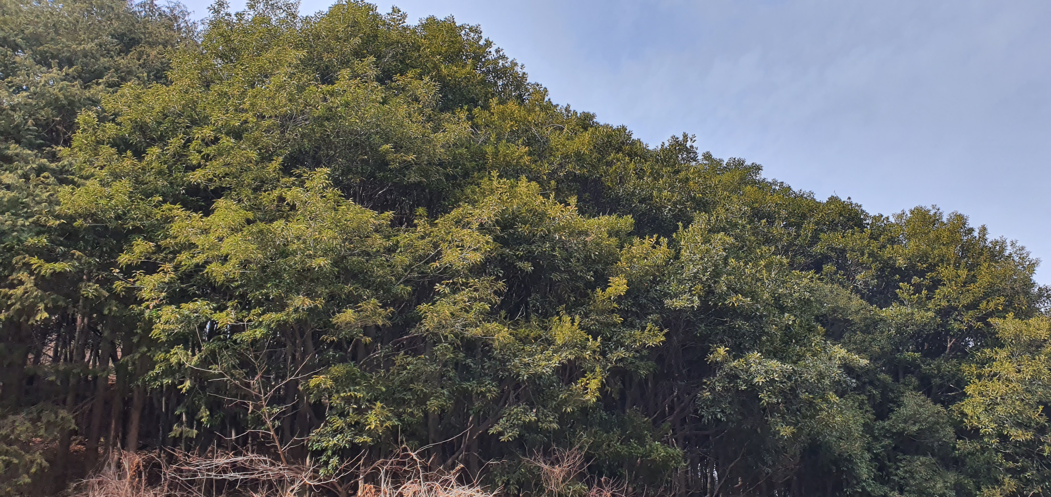 국립산림과학원, 붉가시나무 우량자원을 활용한 임목육종 프로그램 본격 착수 이미지1
