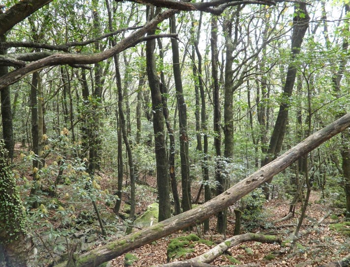 국립산림과학원, 붉가시나무 우량자원을 활용한 임목육종 프로그램 본격 착수 이미지3