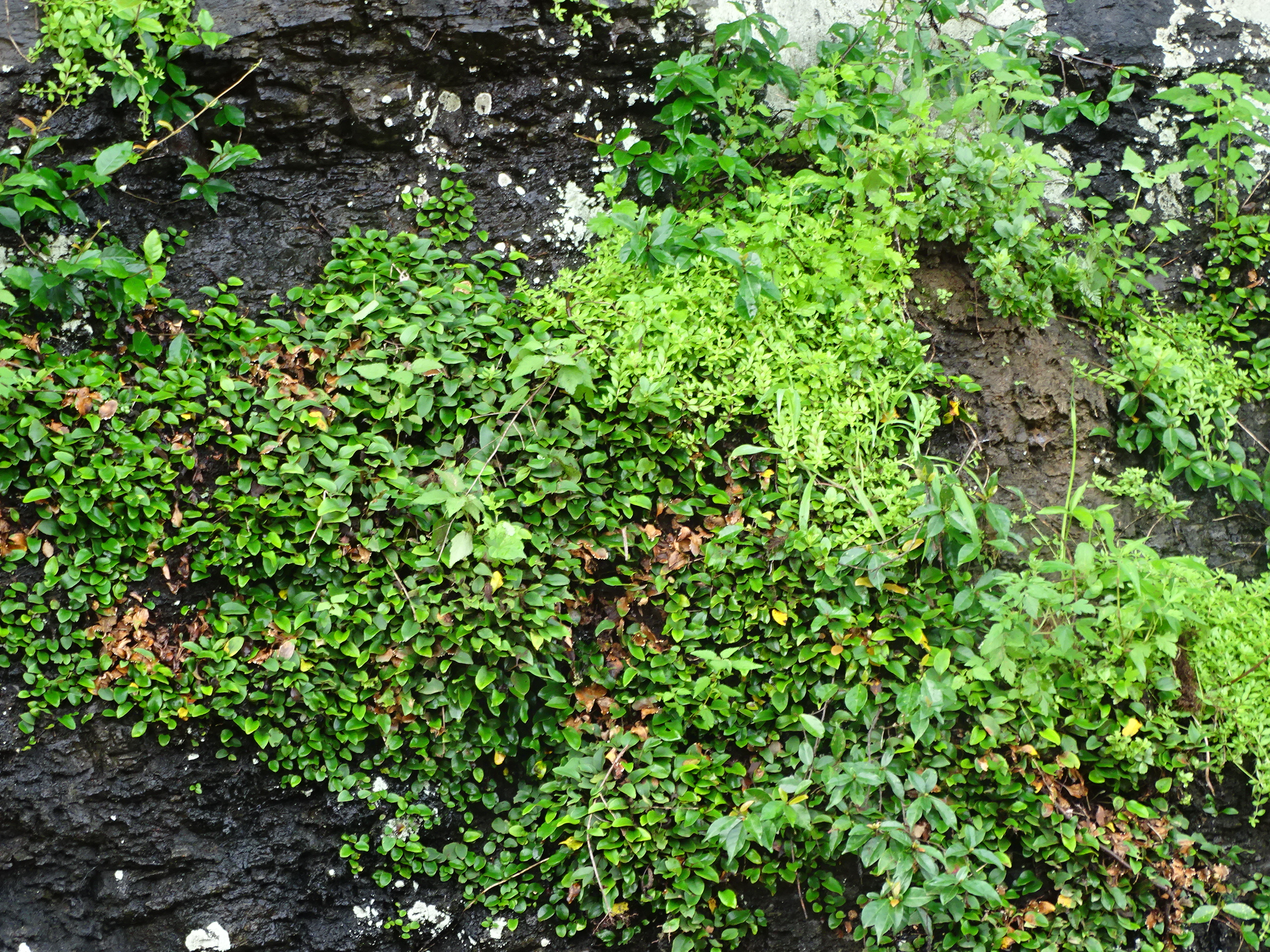 국립산림과학원, 진주 남강 절벽에서 특산식물 진주바위솔 발견 이미지2