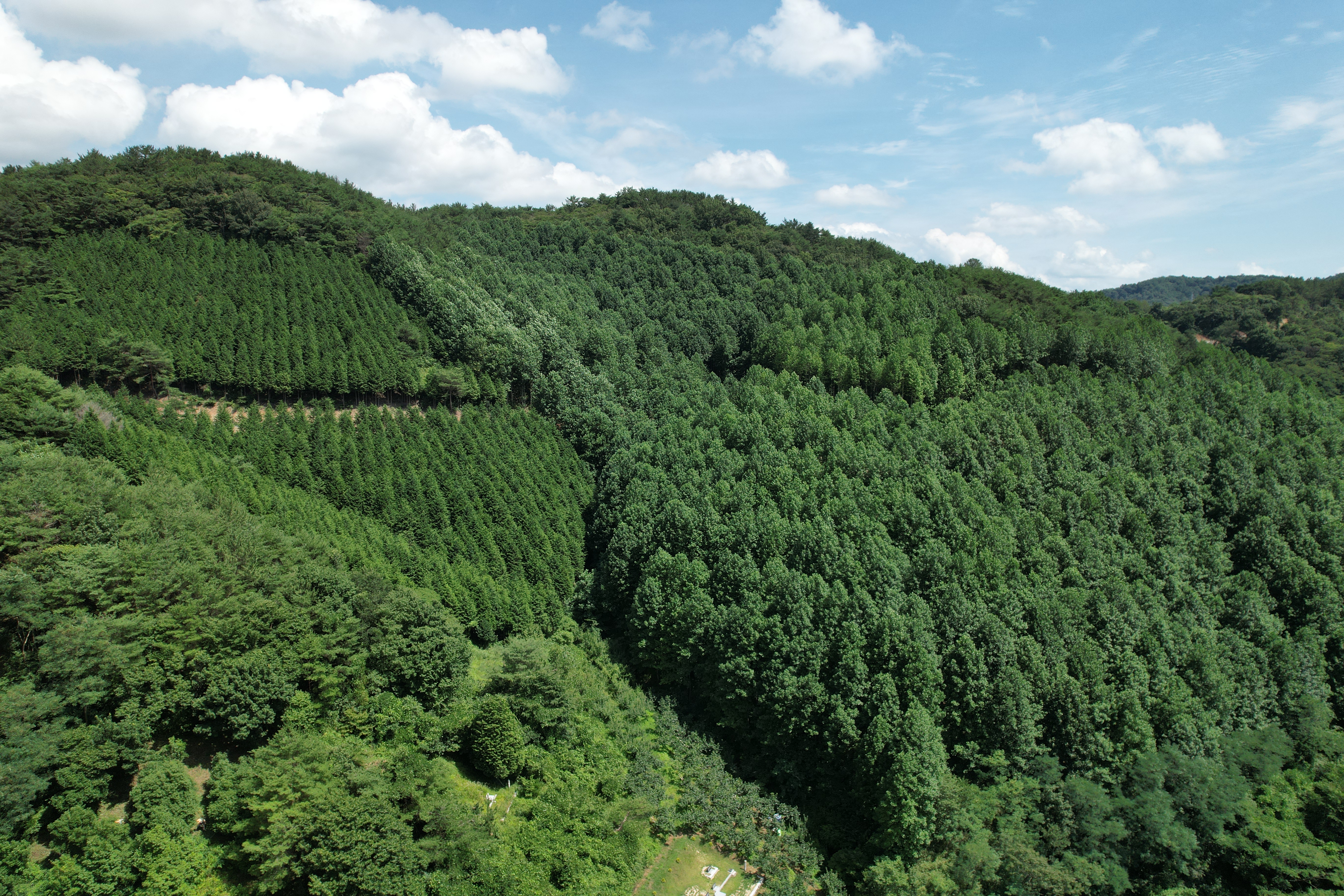 생명(바이오)산업의 구심점이 될 산림생명(바이오)자원 숲 이미지1