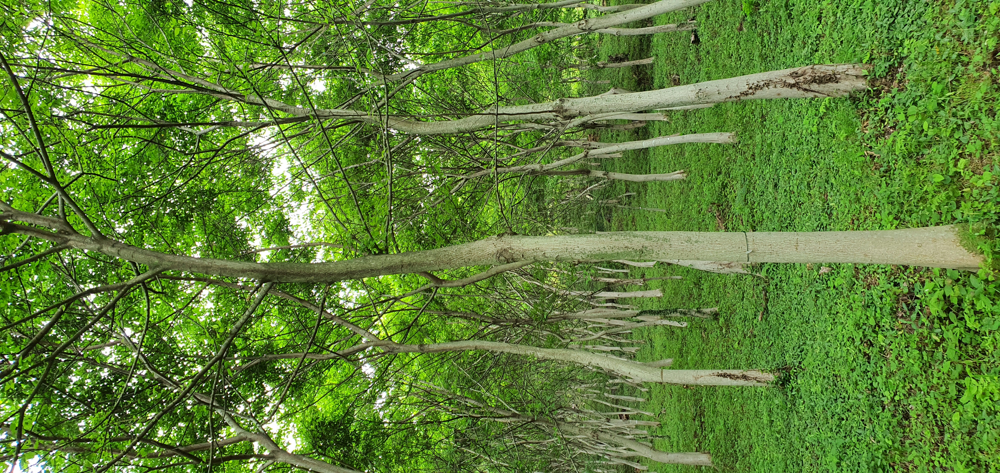 수백 년 산다는 푸조나무, 매력도 다양해 이미지3