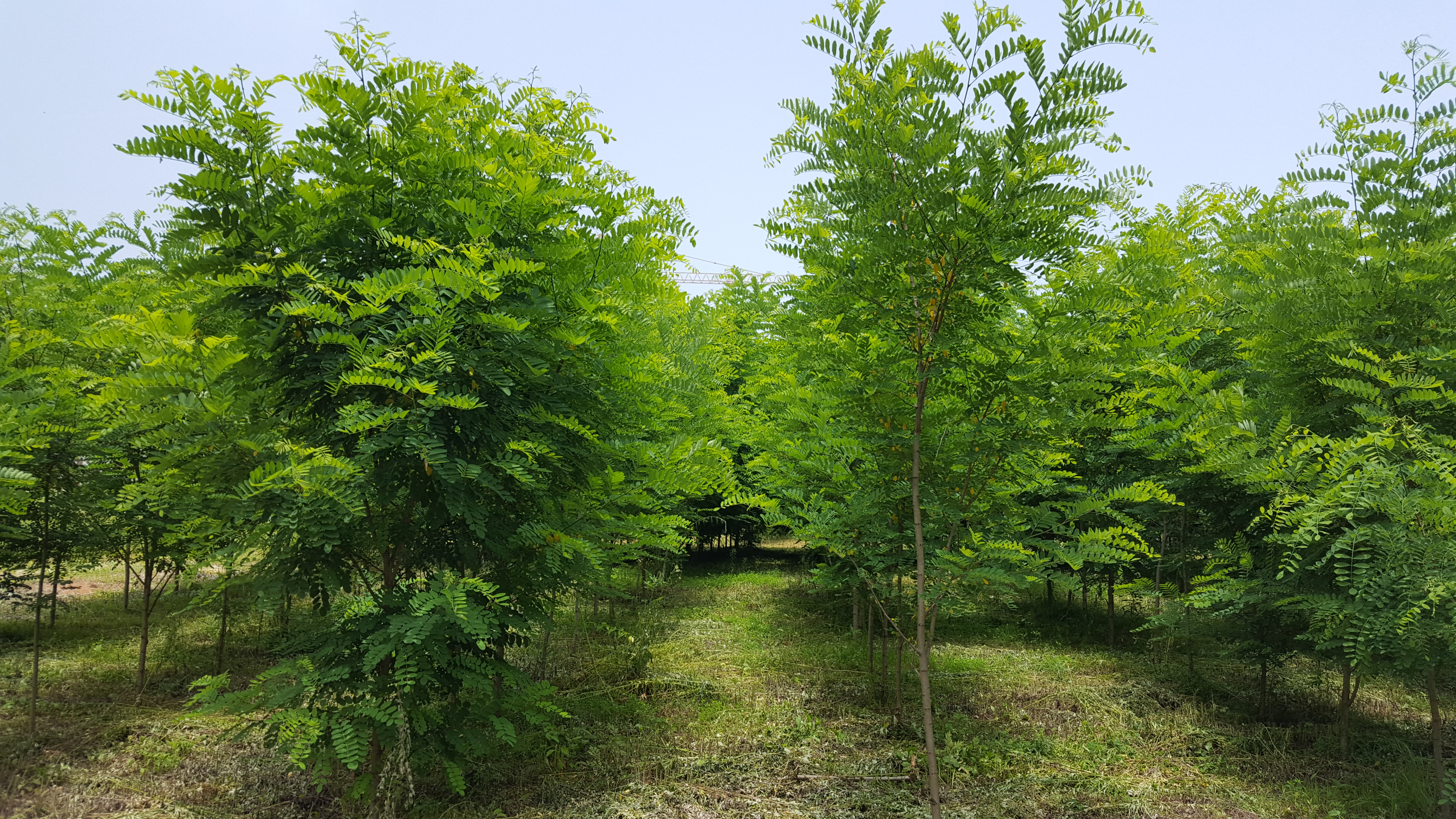 국립산림과학원, 다목적 기후변화 대응 수종으로 아까시나무 육성 이미지3