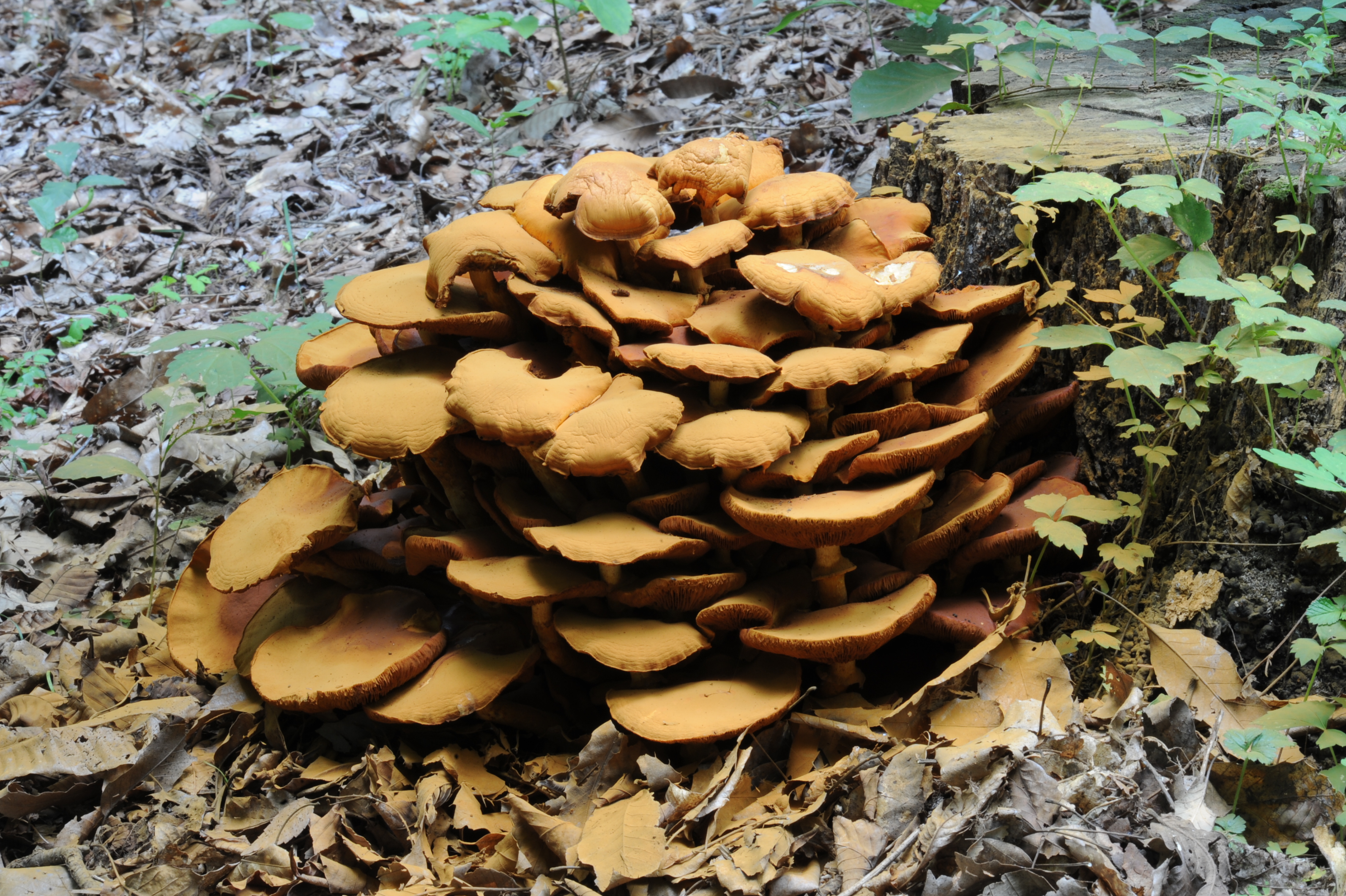 환각버섯인 갈황색미치광이버섯에서 지방세포 조절물질 발견 이미지2