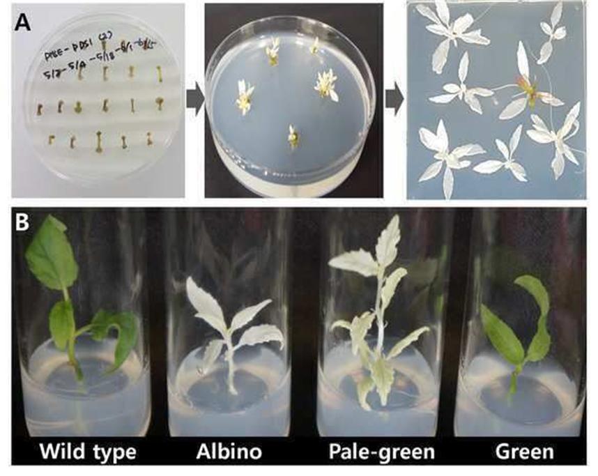 국립산림과학원, 유전자 가위 이용한 현사시나무 유전체 교정기술 보급 이미지1