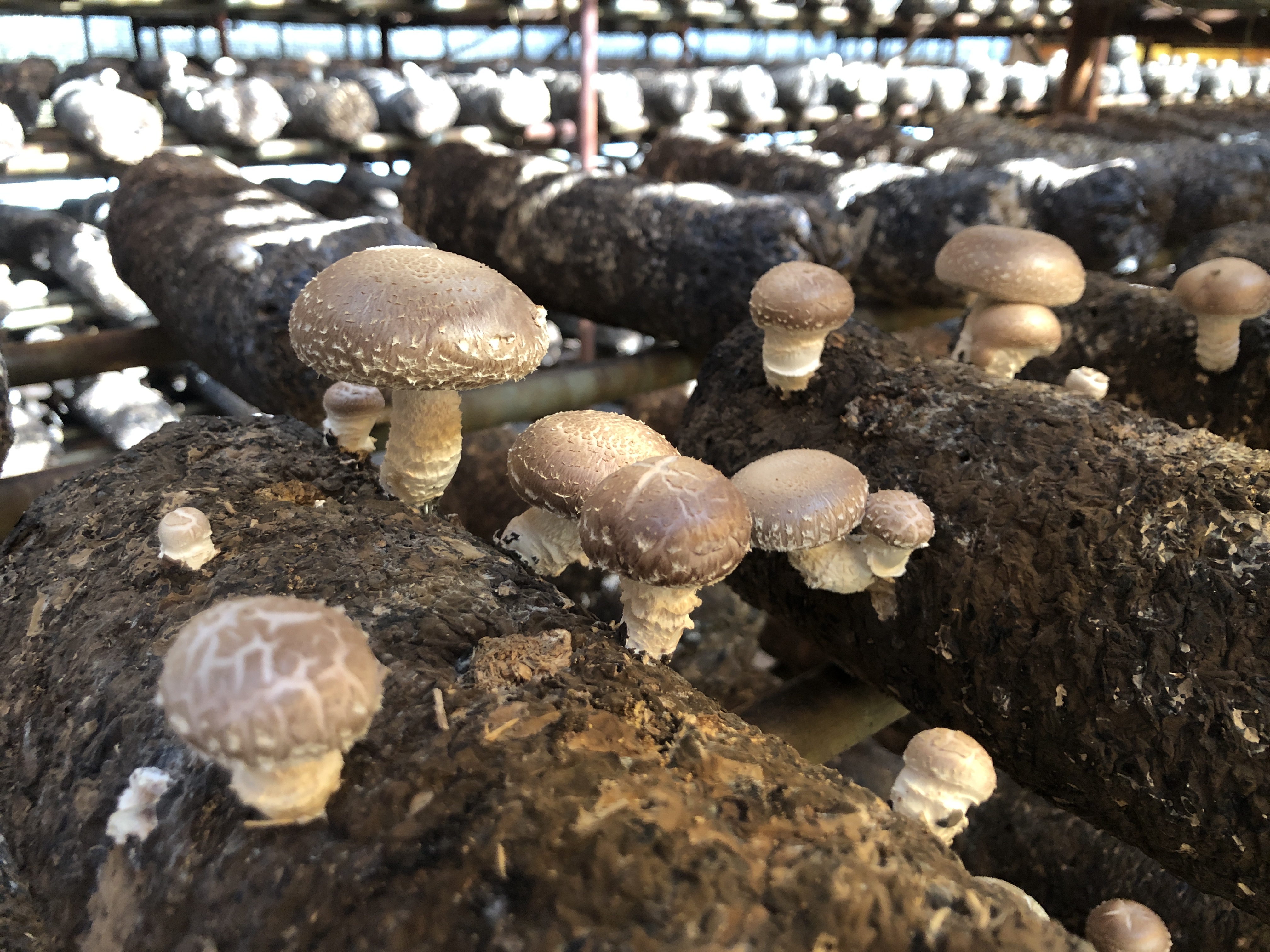 고품질의 표고버섯 국산 품종, 보급 확대 박차 이미지1