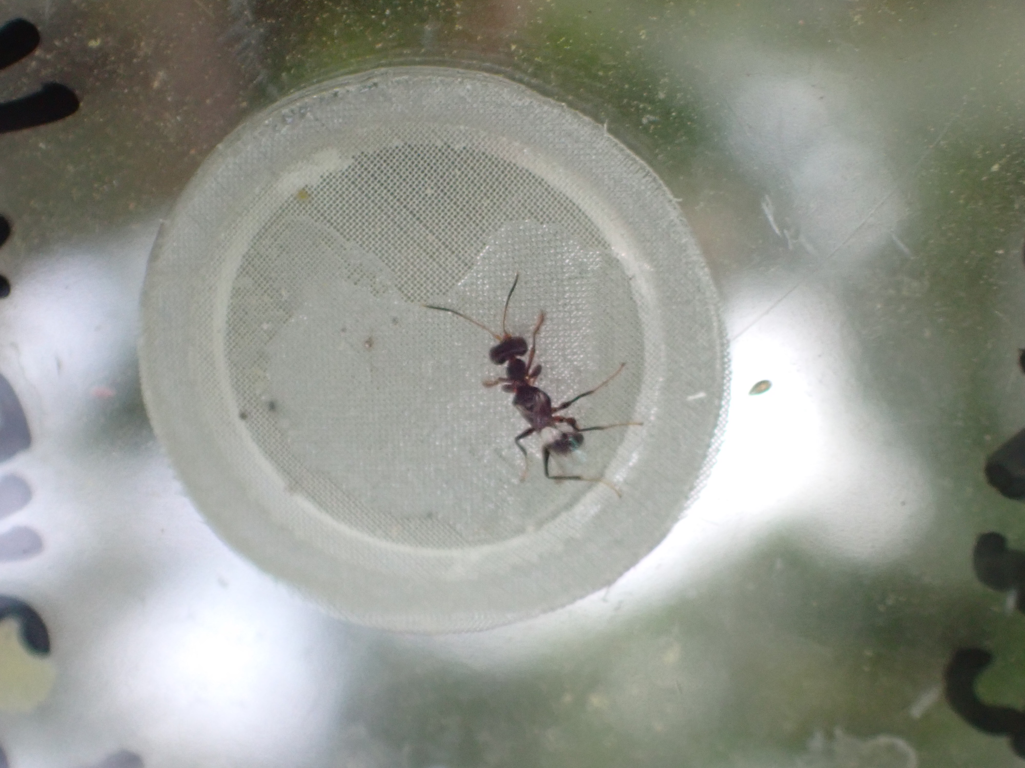 산양삼 해충 미국선녀벌레, 천적 곤충으로 잡는다 이미지2