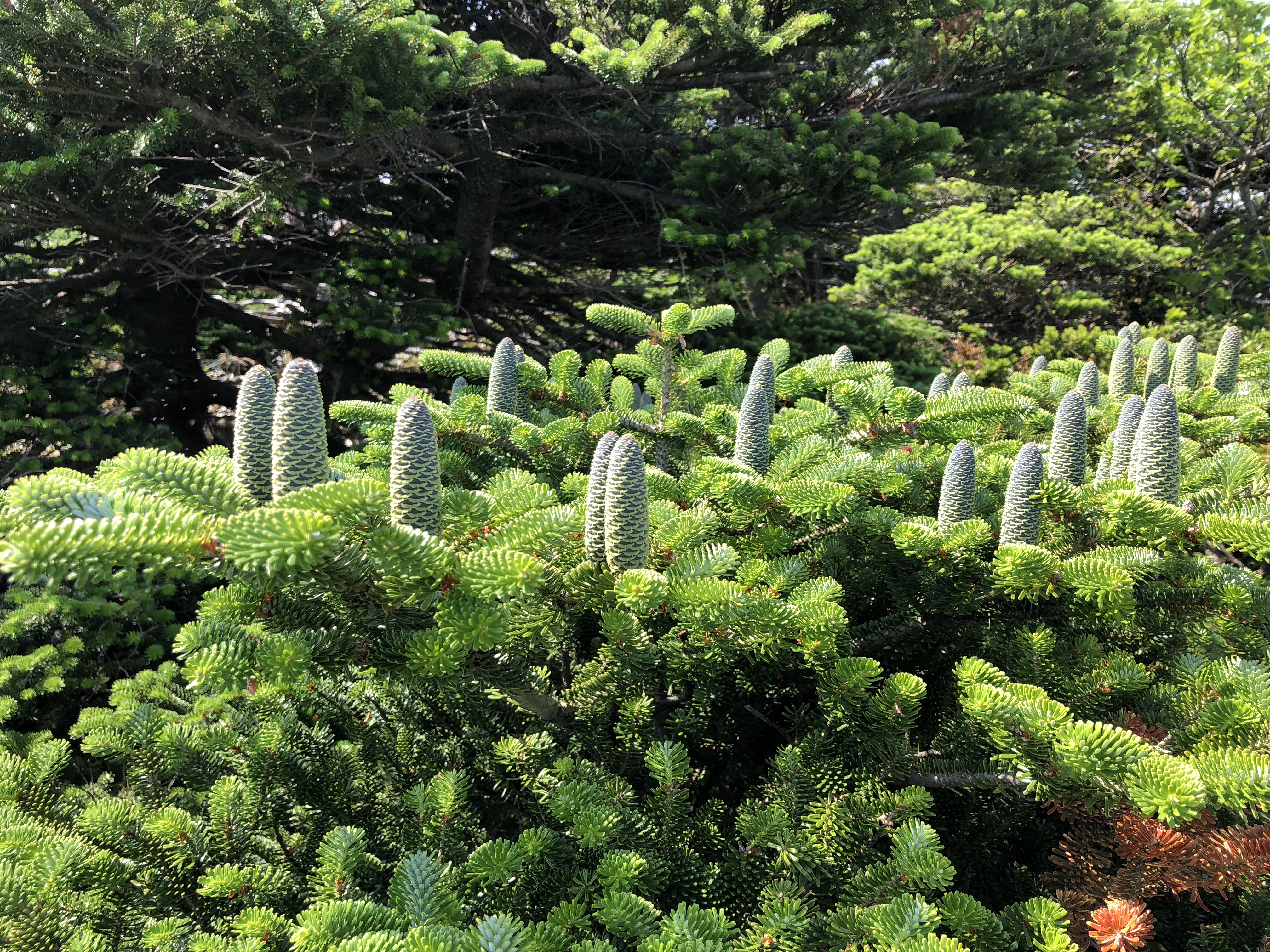 한라산 구상나무 숲 대표 유전자, 나무 35그루로부터 확보 가능! 이미지3