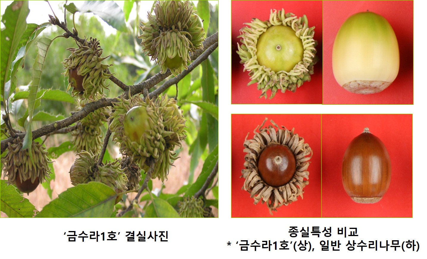 국립산림과학원, 국내 최초 상수리나무 유전체 해독 성공! 이미지2