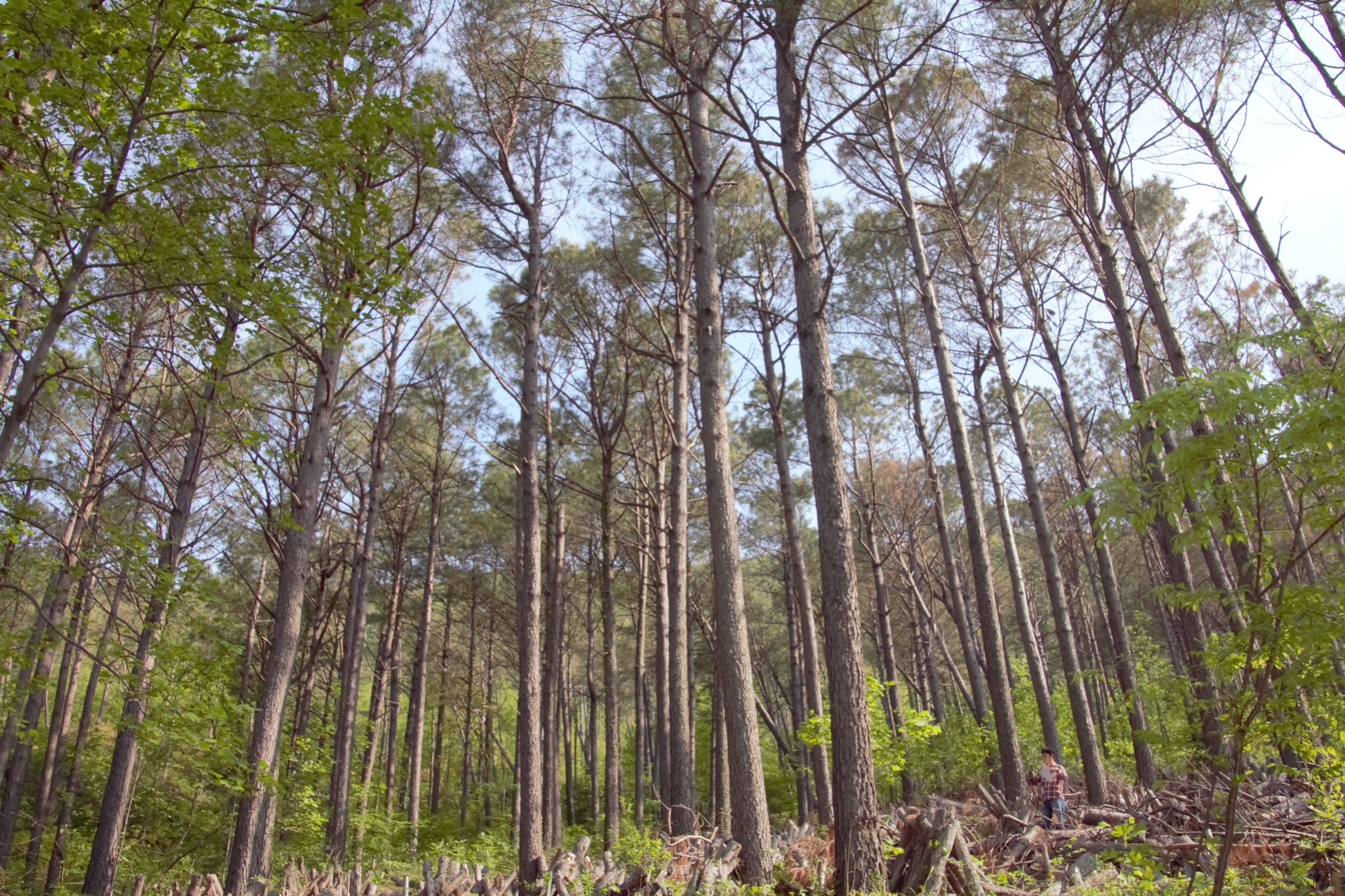 미국 경제 조림수 ‘테다소나무’, 남부지역에 시험림 조성 이미지3