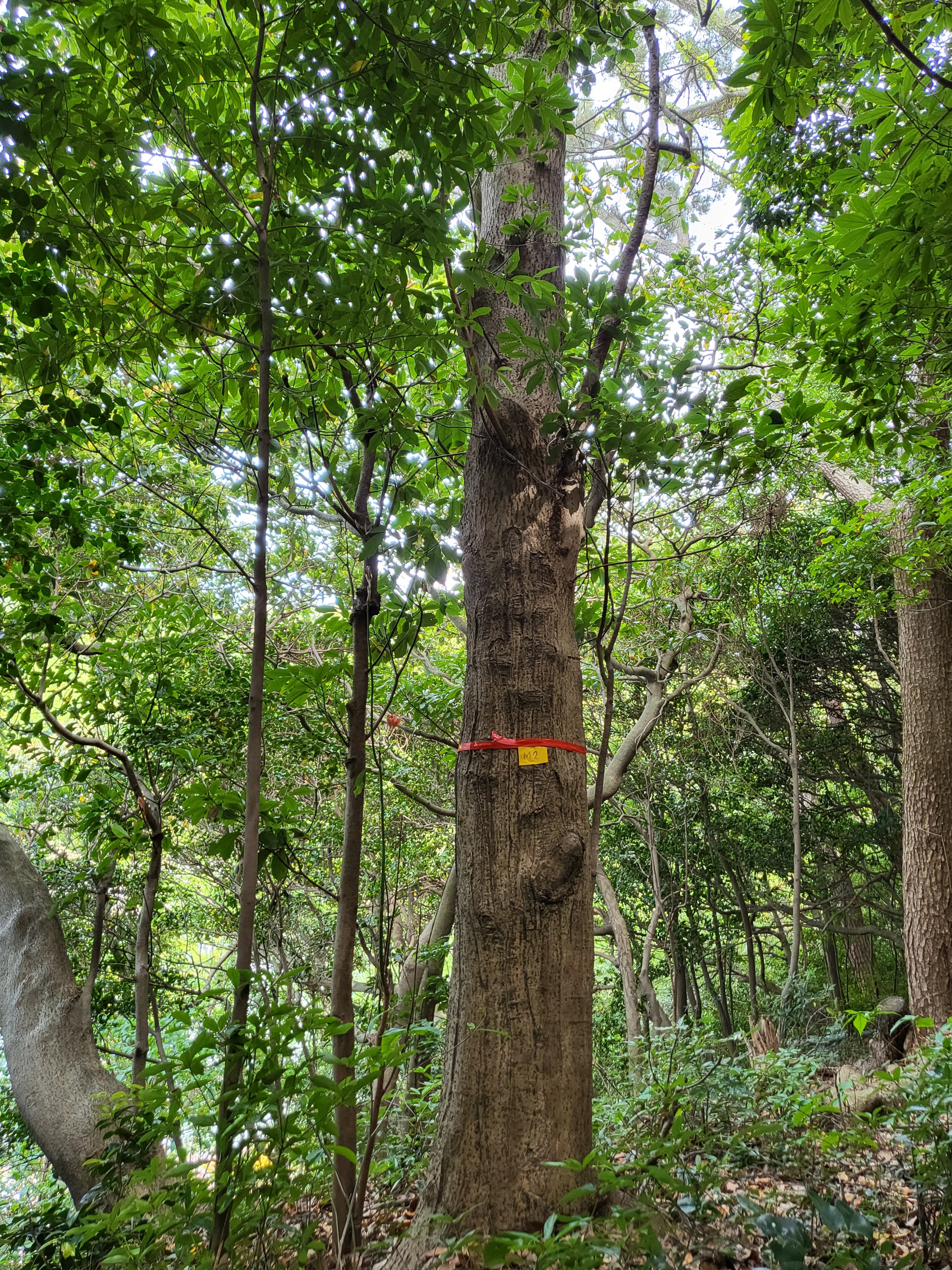 남부지방 상록활엽수 ‘후박나무’, 육종 연구에 착수하다 이미지1