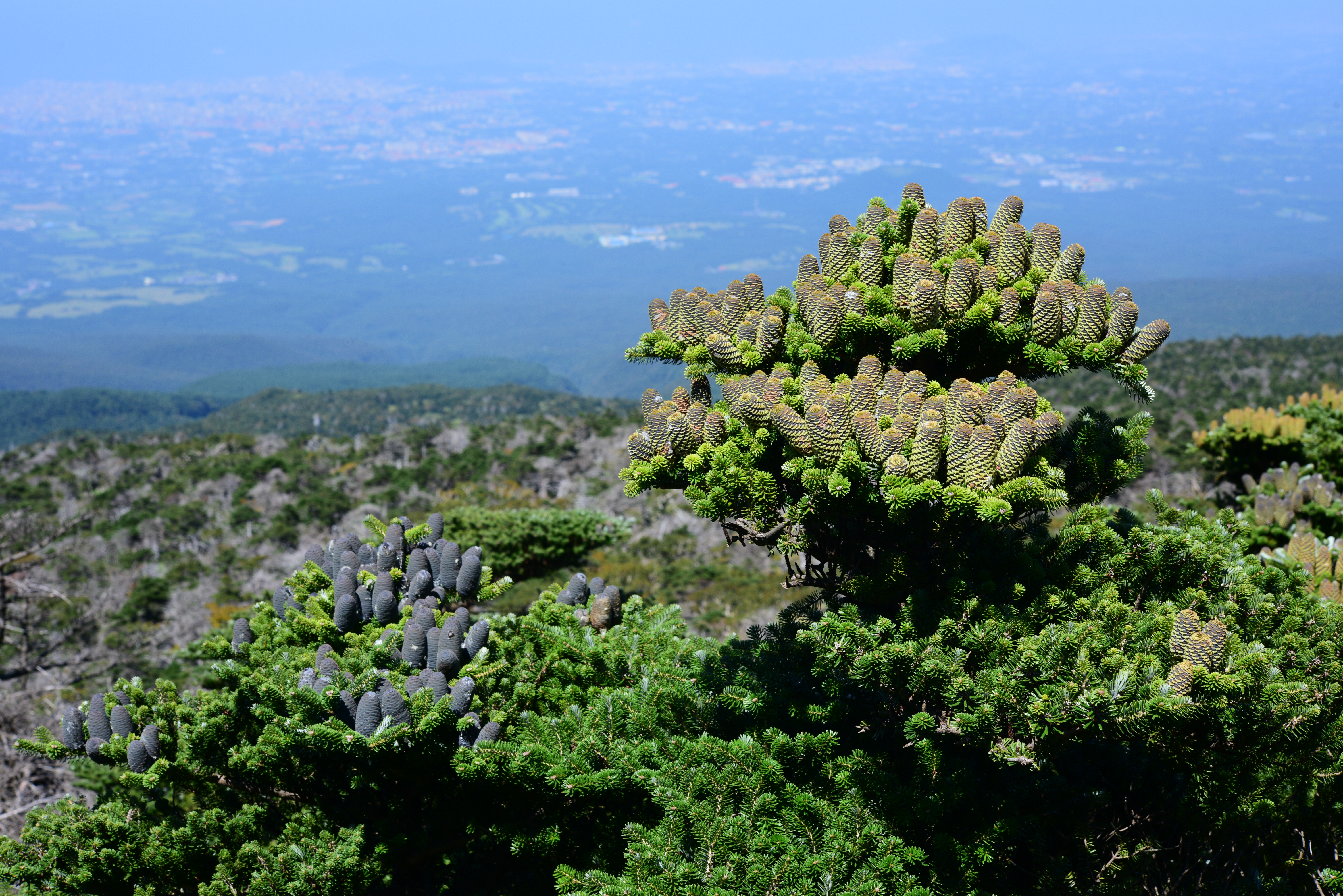 국립산림과학원, 5개 지역 기관에 산림생명자원 관리기관을 지정 이미지1
