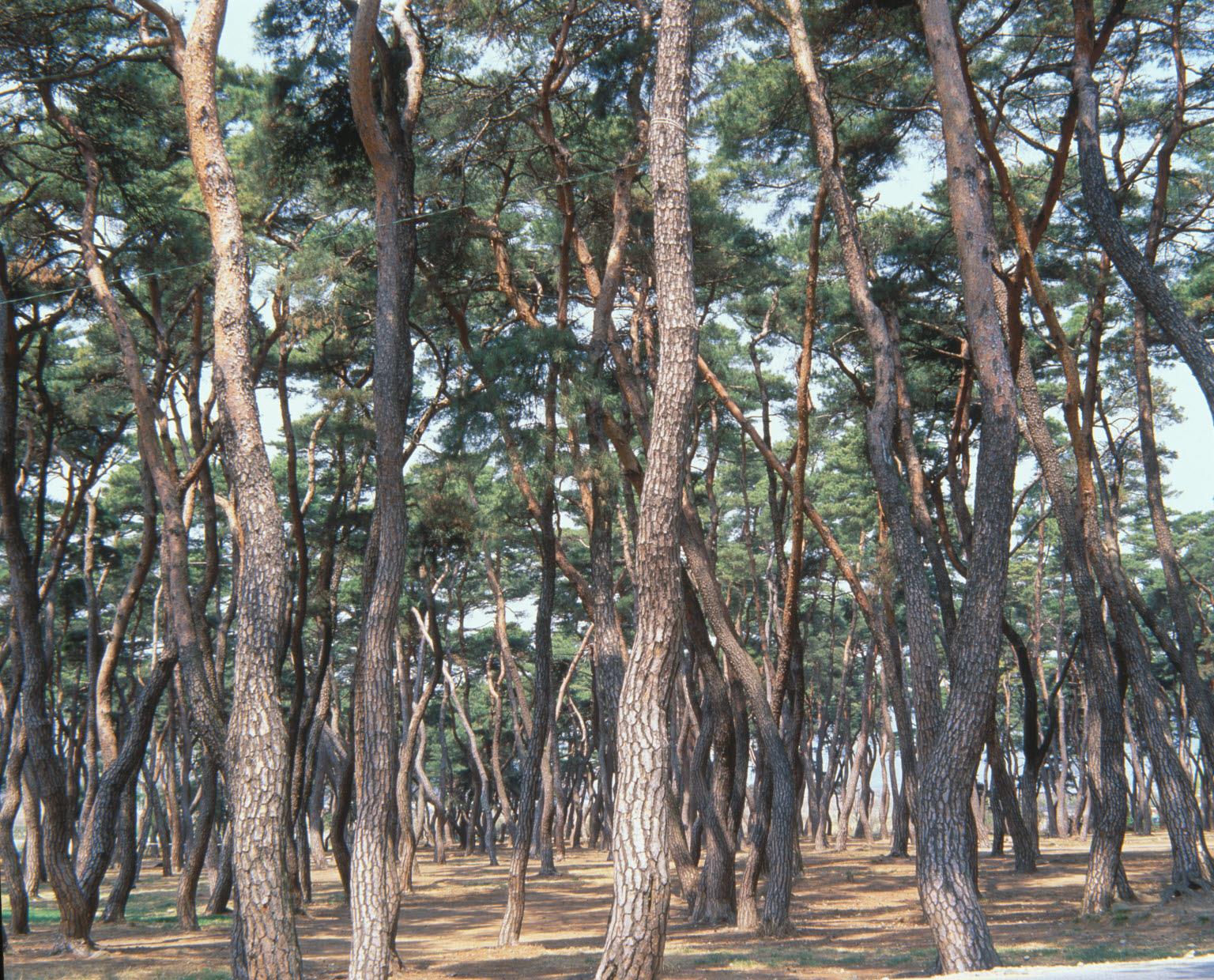 한국인이 가장 좋아하는 나무, 소나무! 이미지1