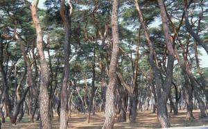 한국인이 가장 좋아하는 나무, 소나무!